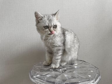 パンダの写真