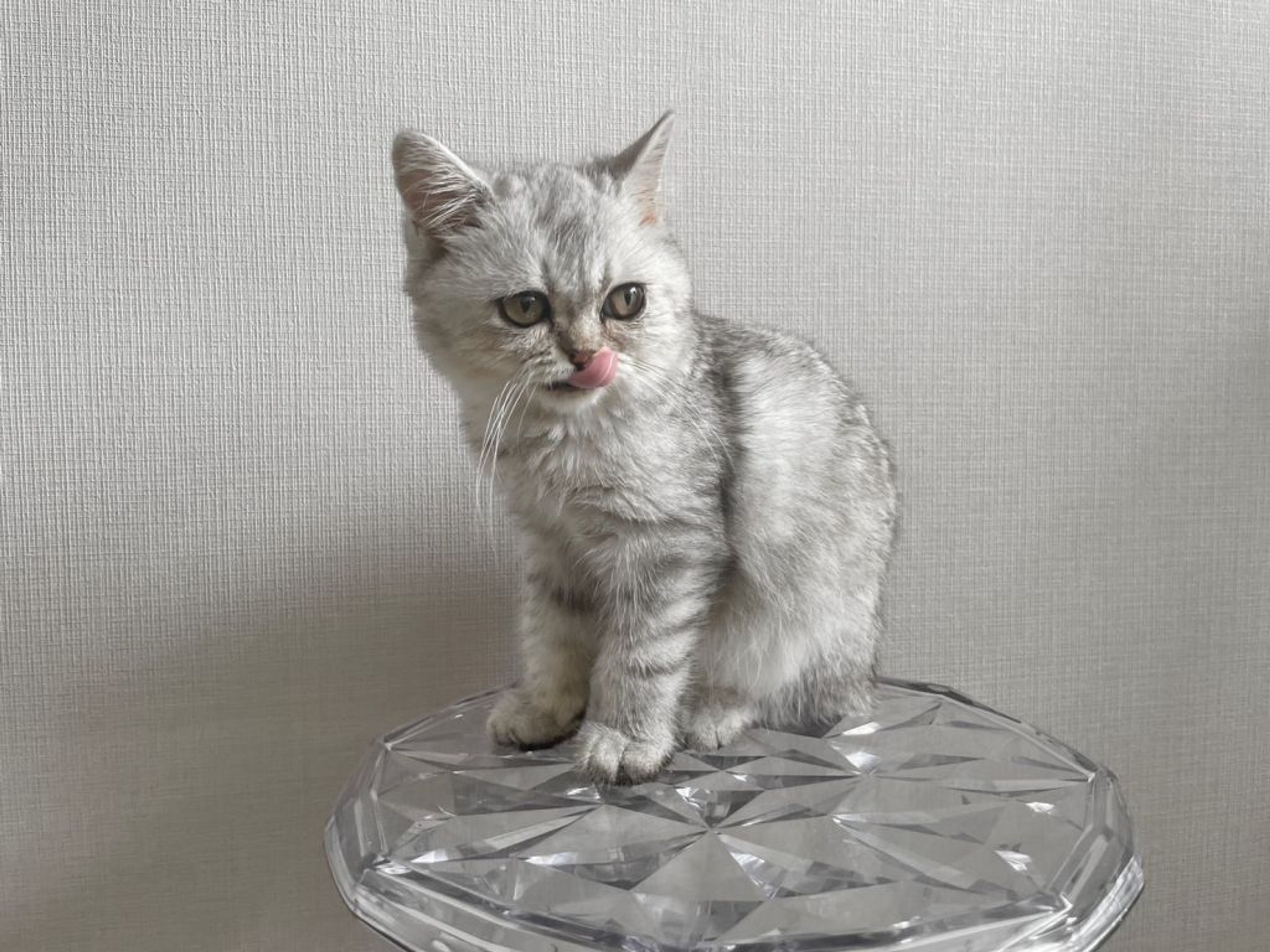 エキゾチックショートヘア・オスの里親募集の写真