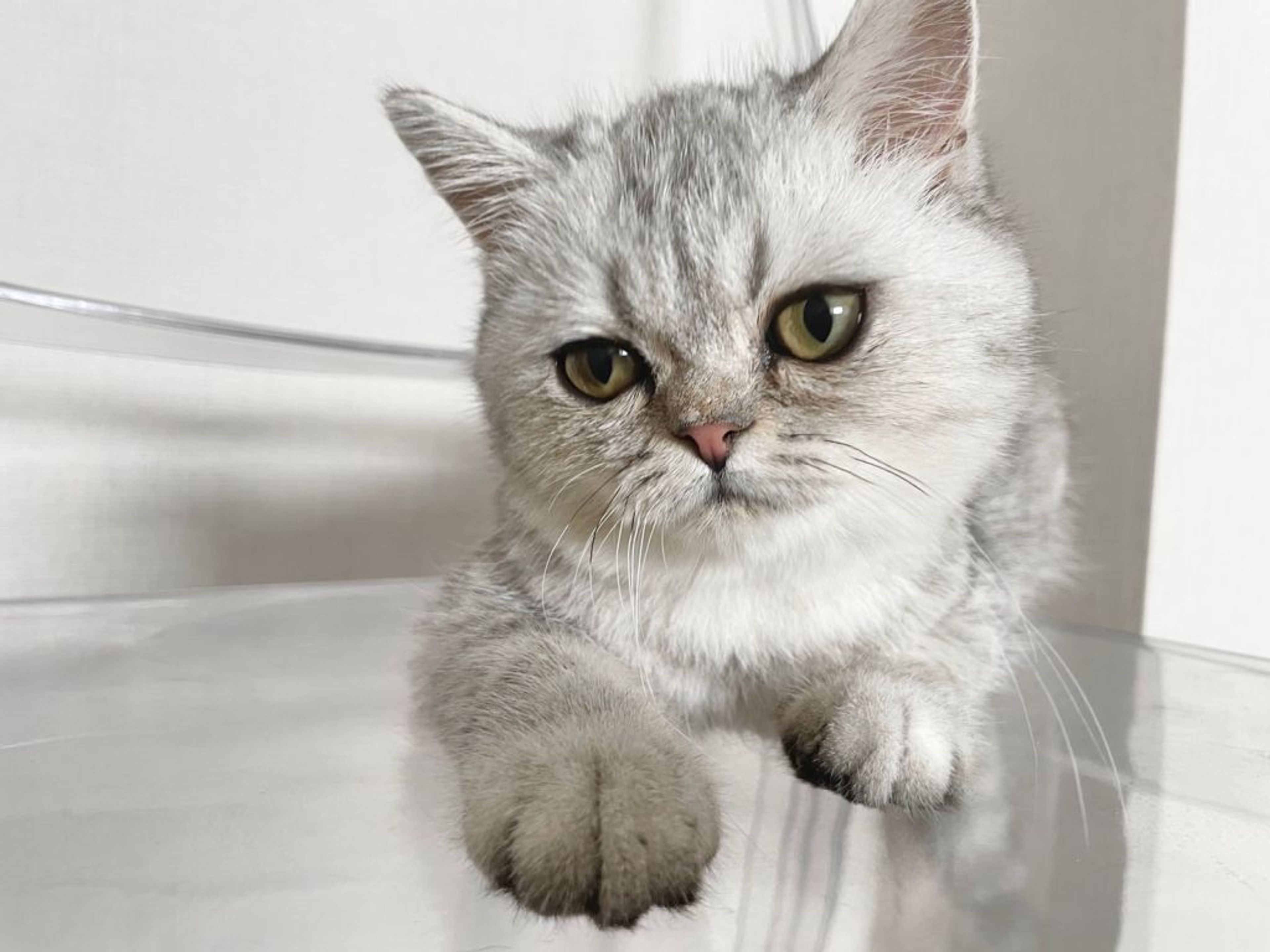 pet-image-3