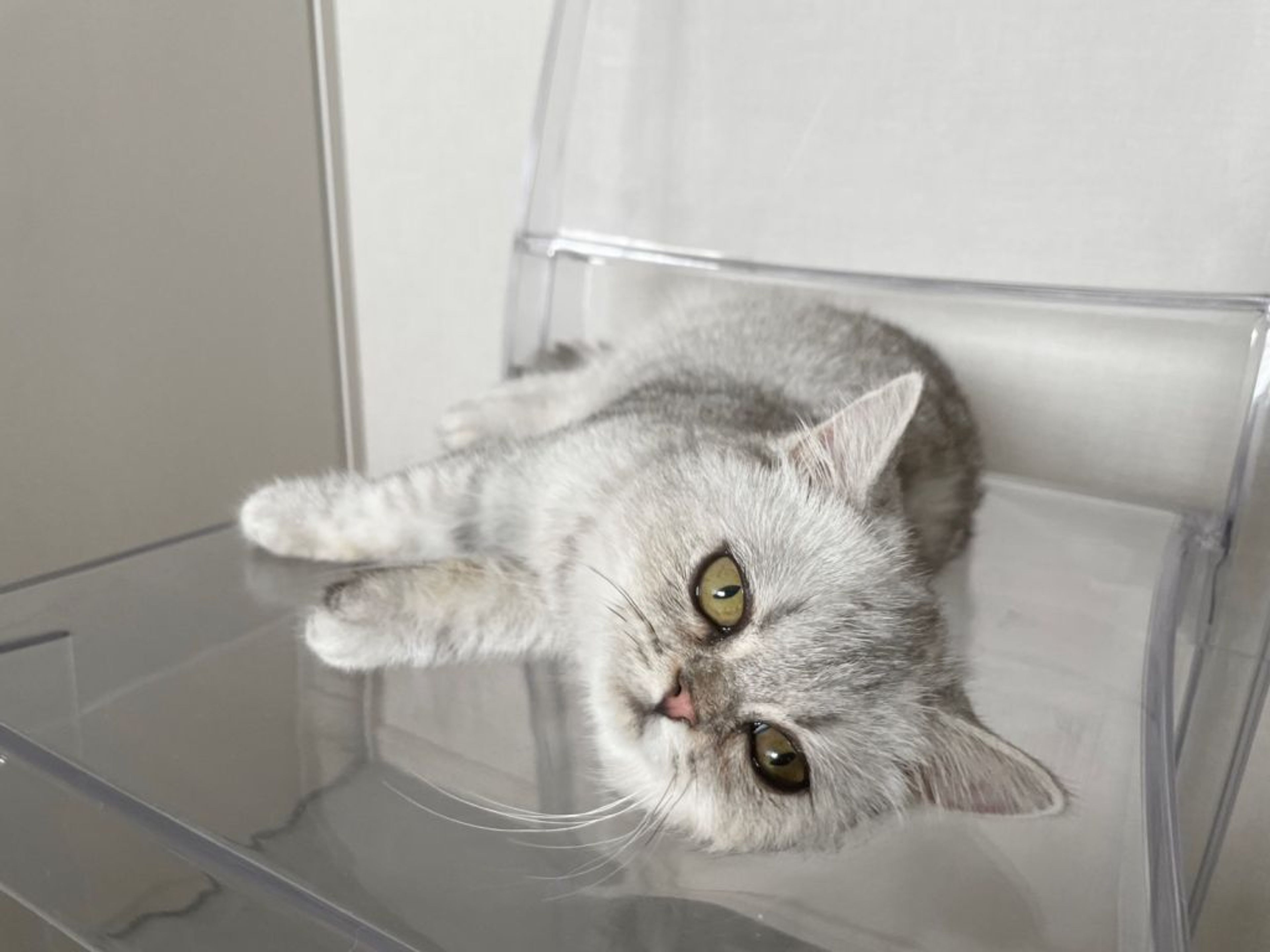 pet-image-4