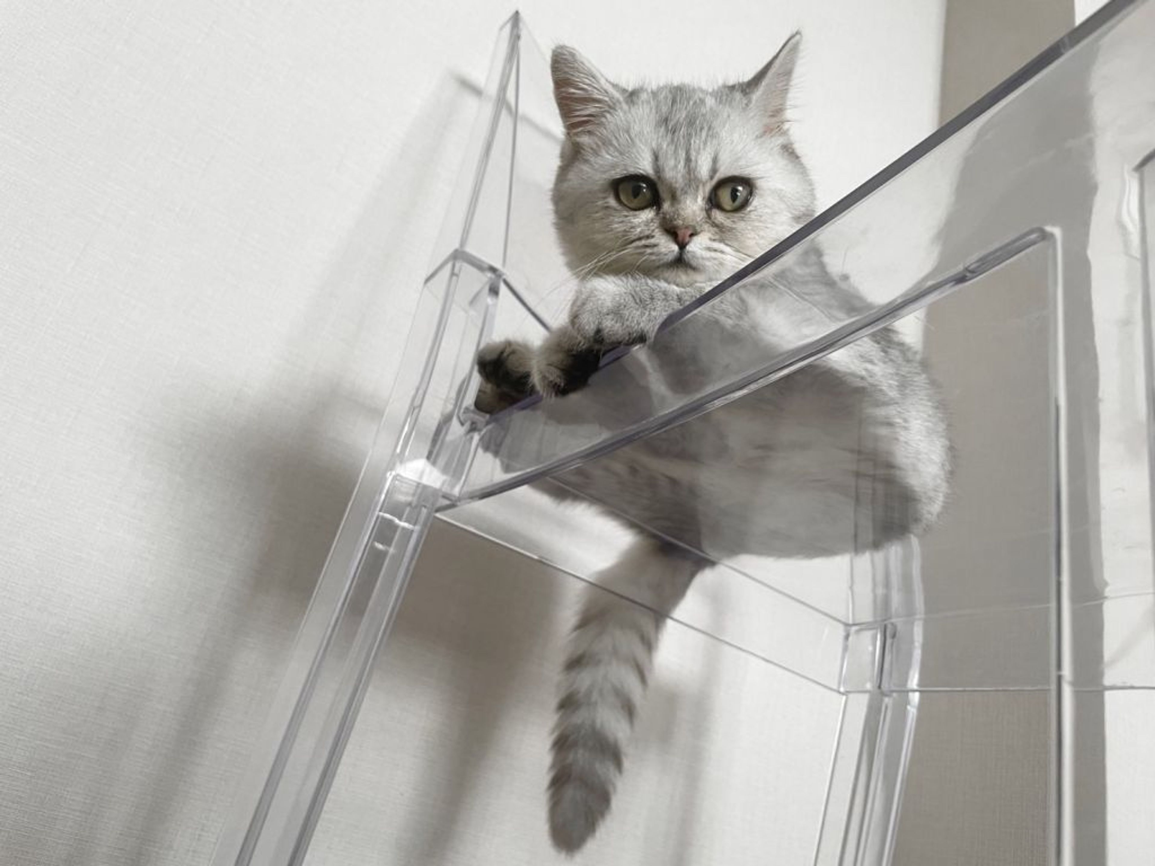 pet-image-5