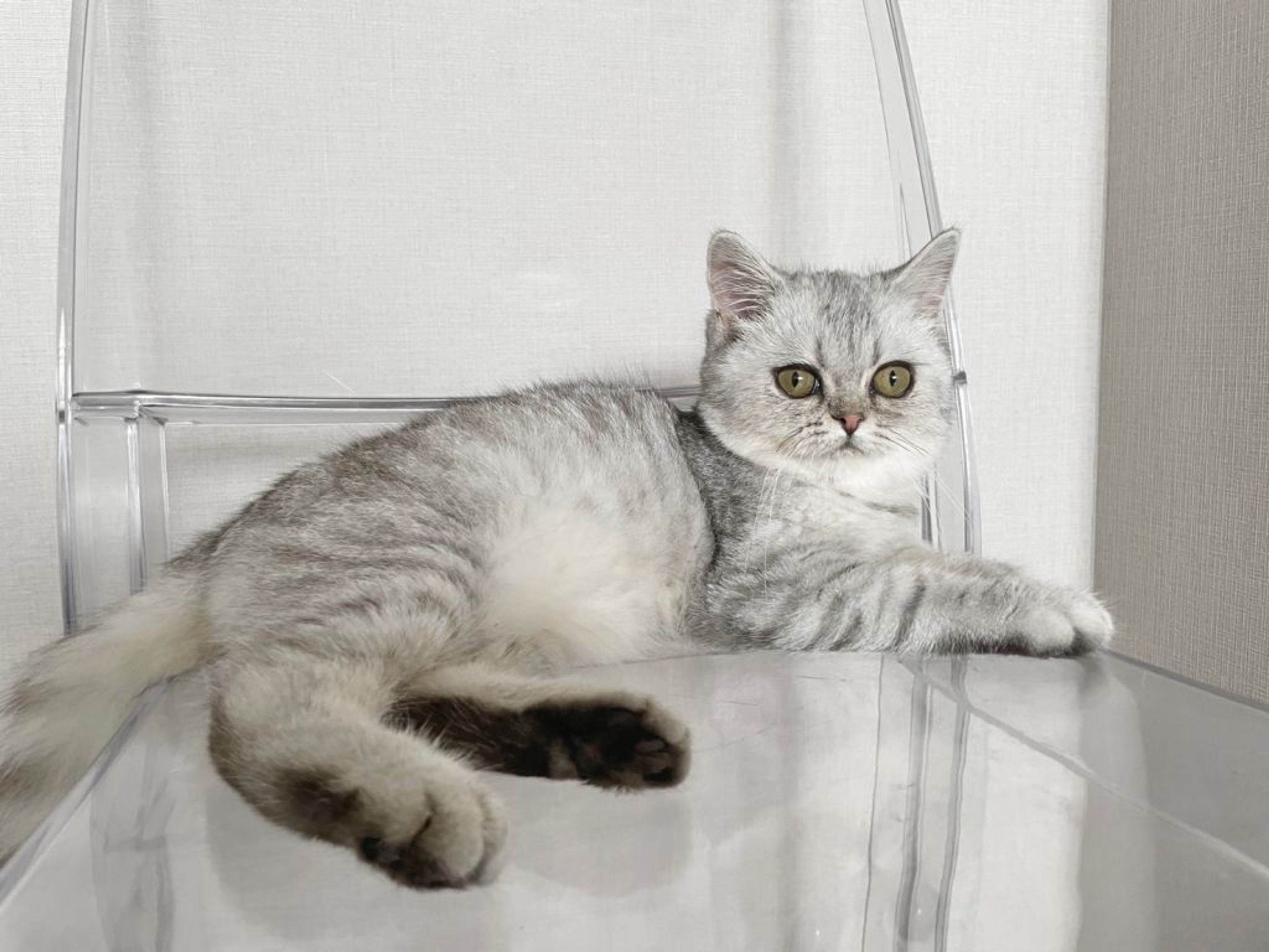pet-image-6
