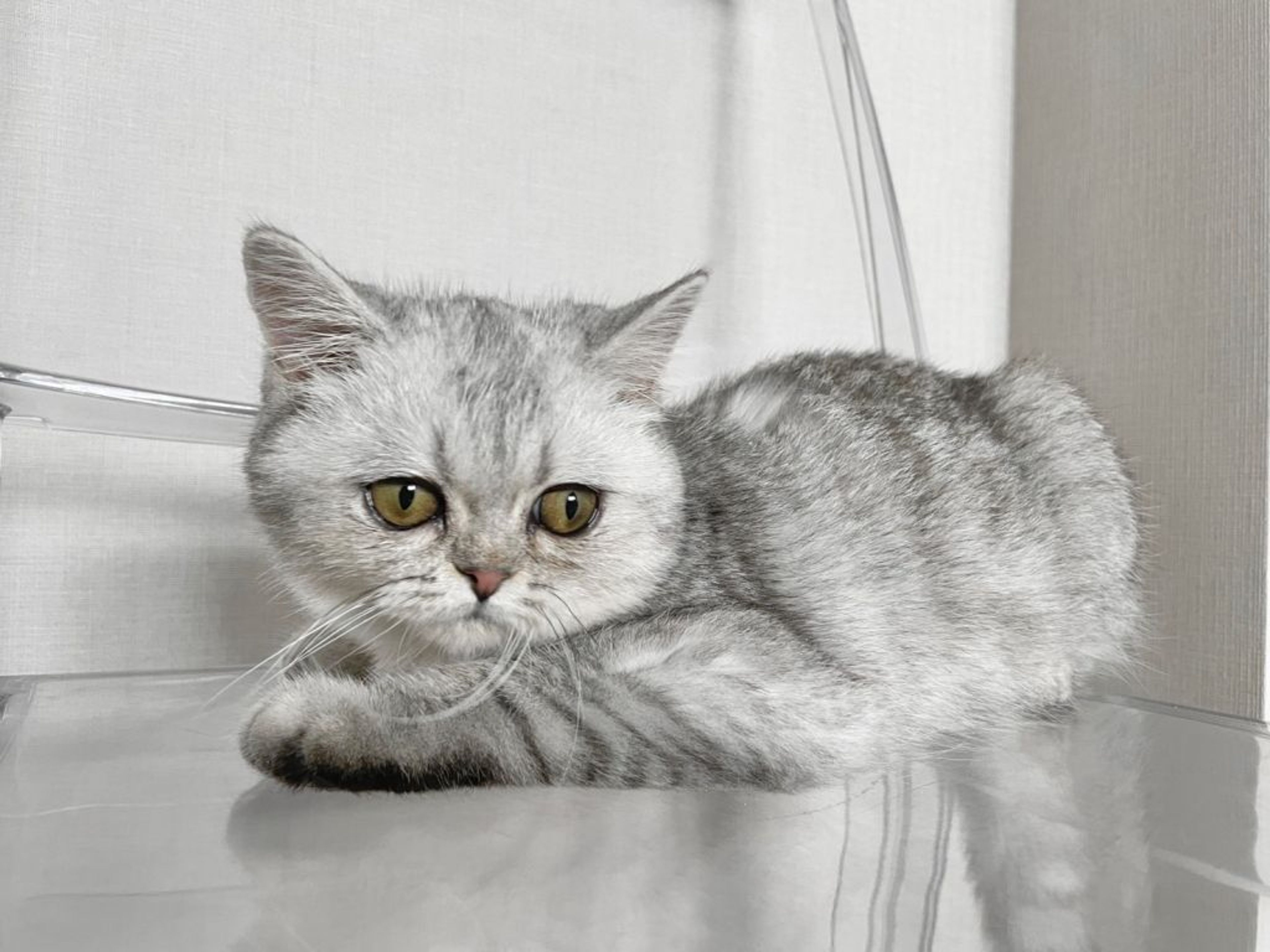 pet-image-7