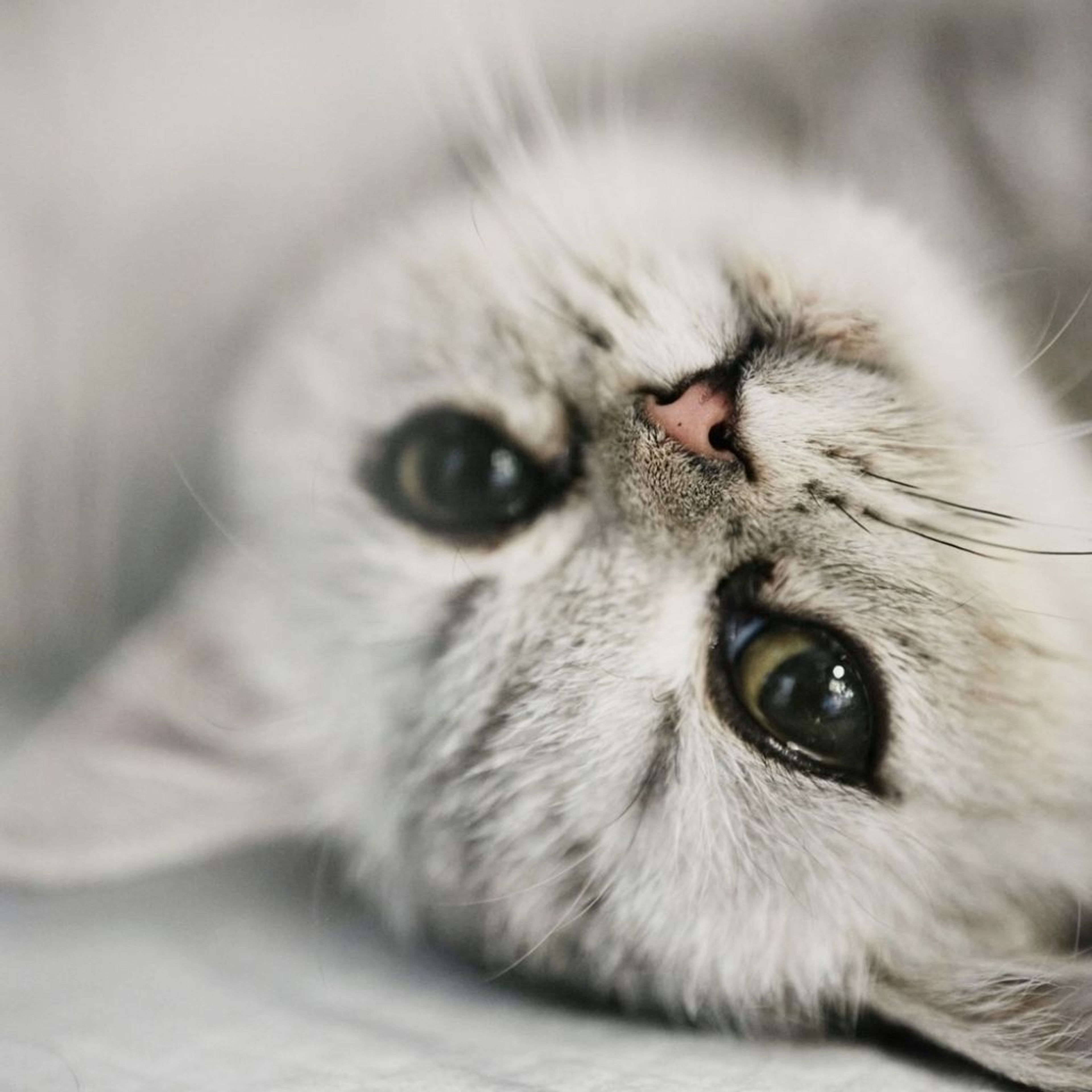 pet-image-8