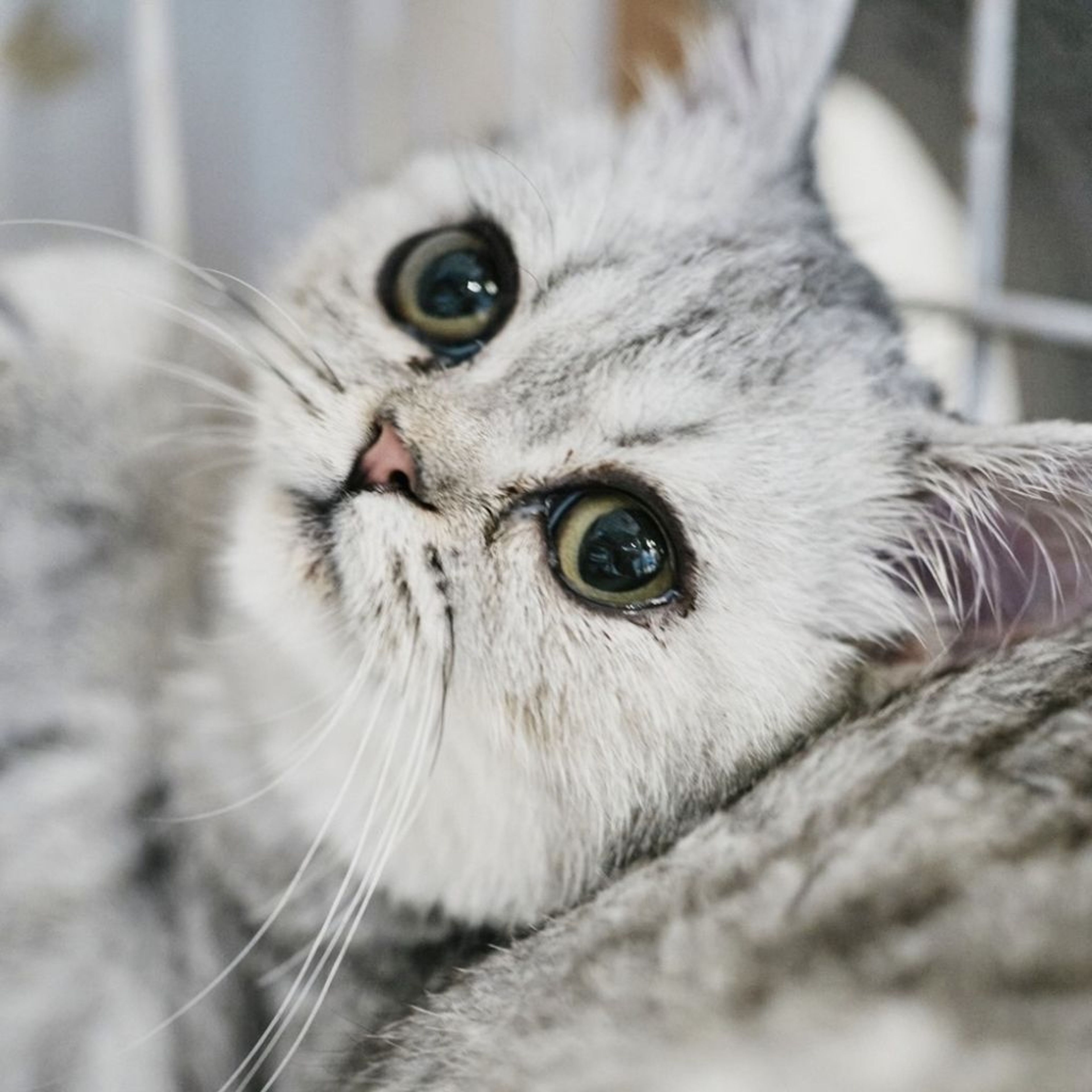 pet-image-9