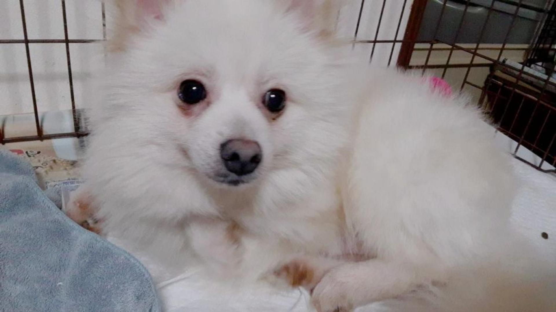pet-image-3