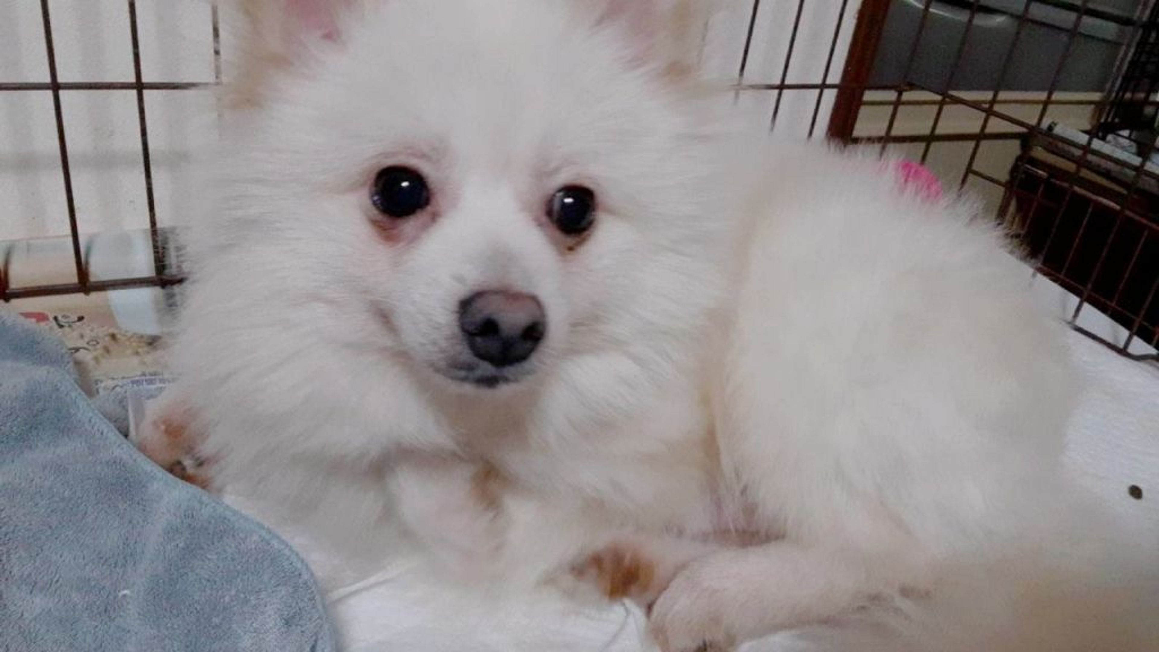 pet-image-3