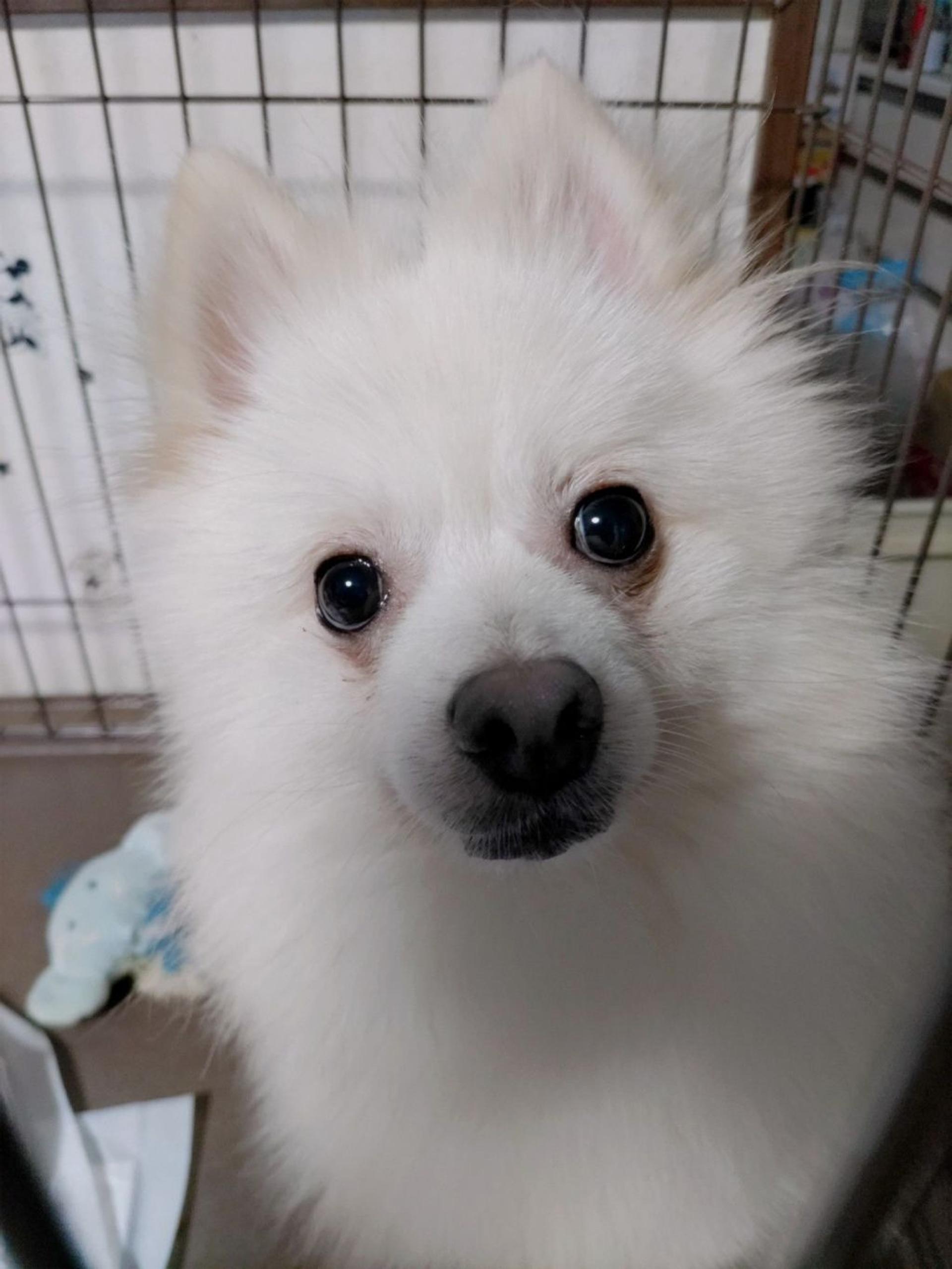 pet-image-4