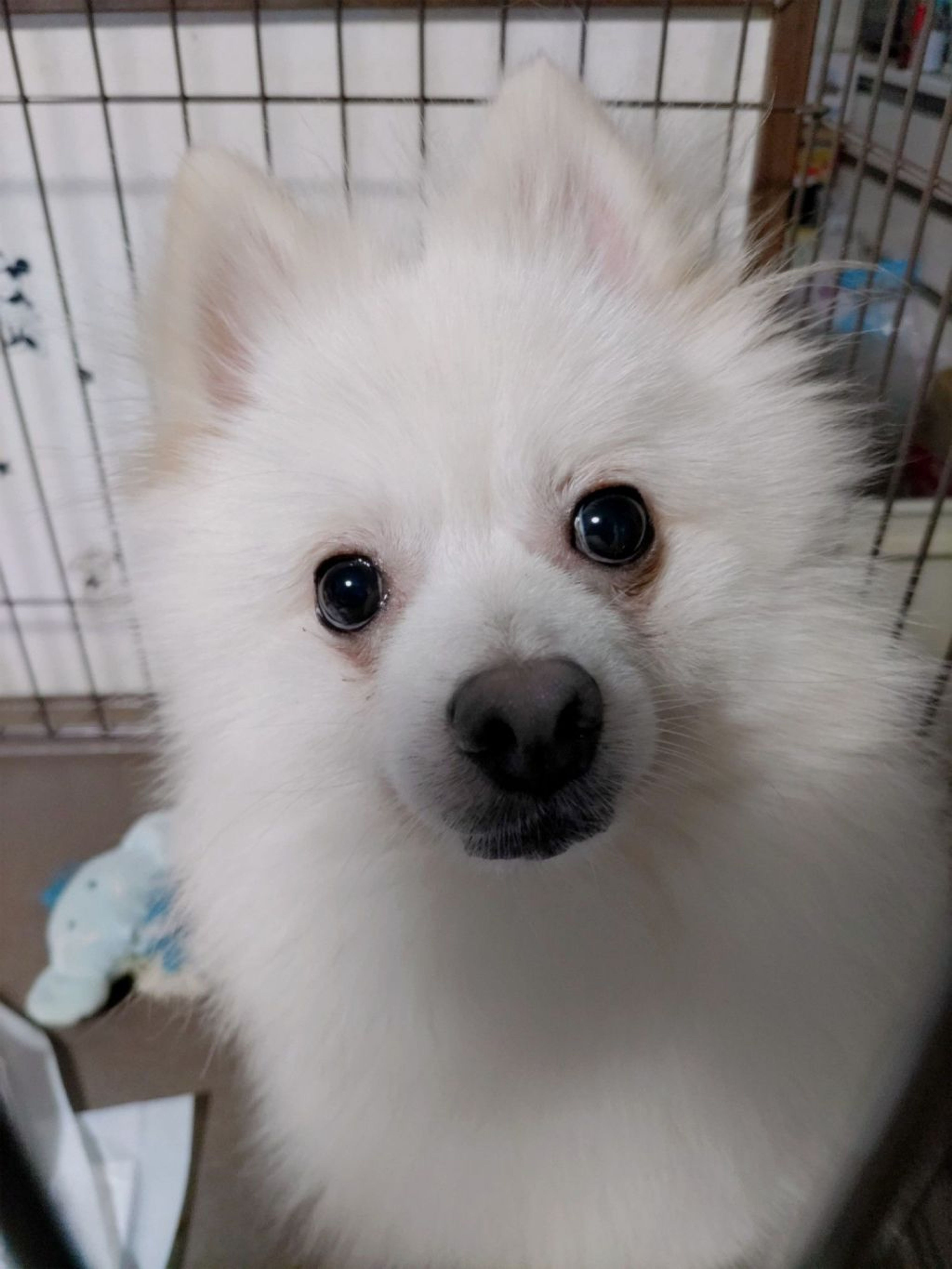 pet-image-4
