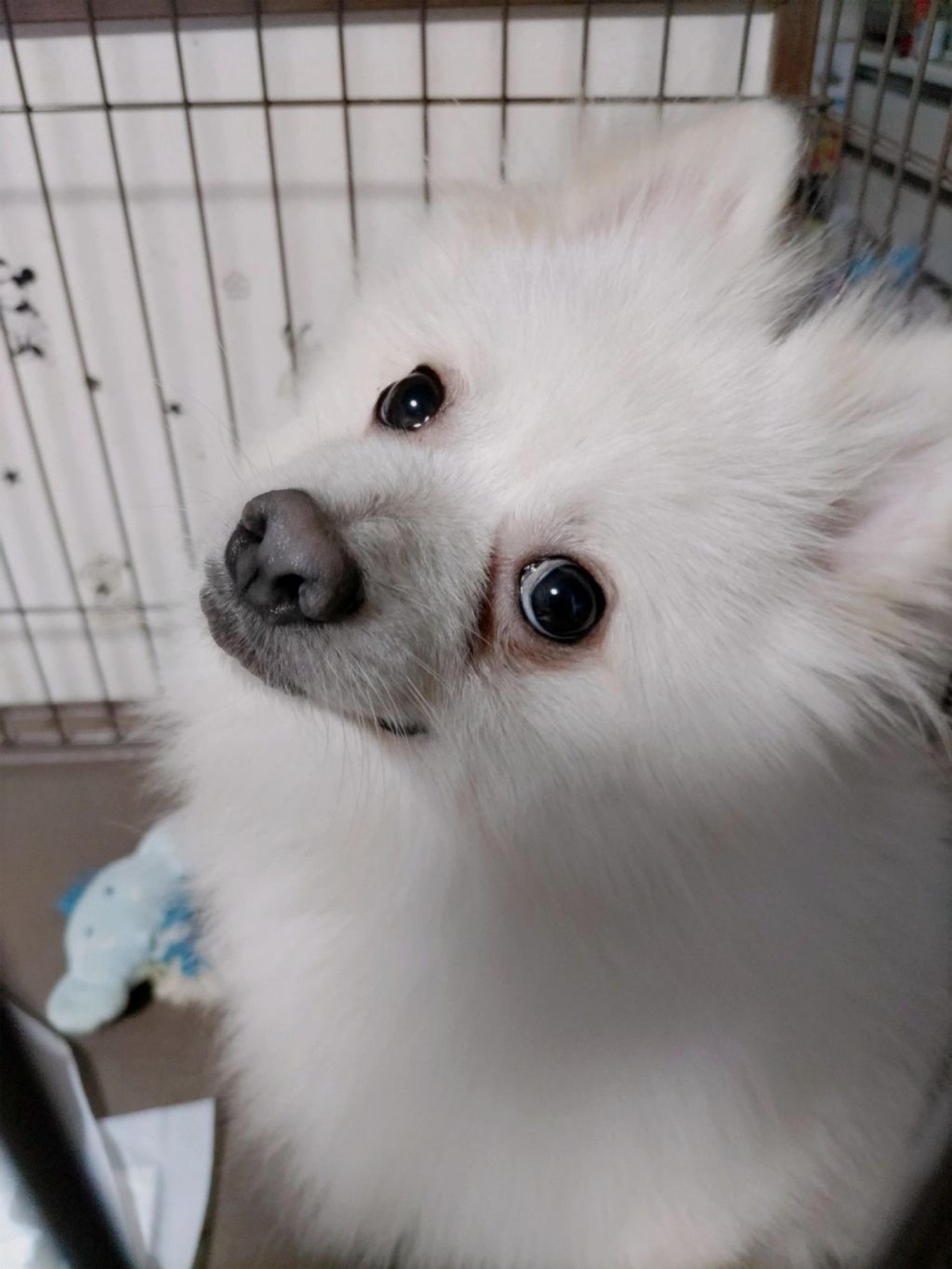 pet-image-5