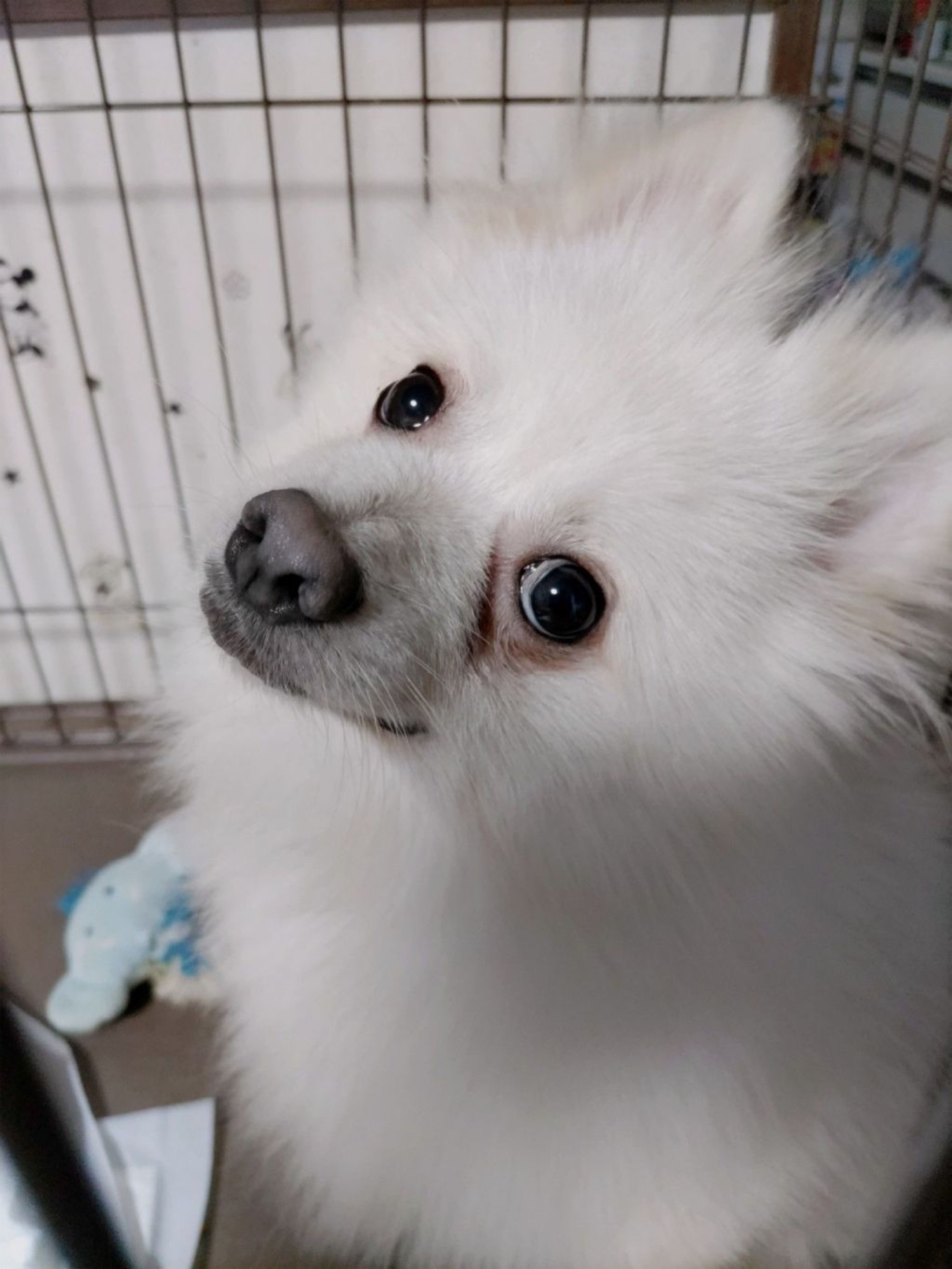 pet-image-5
