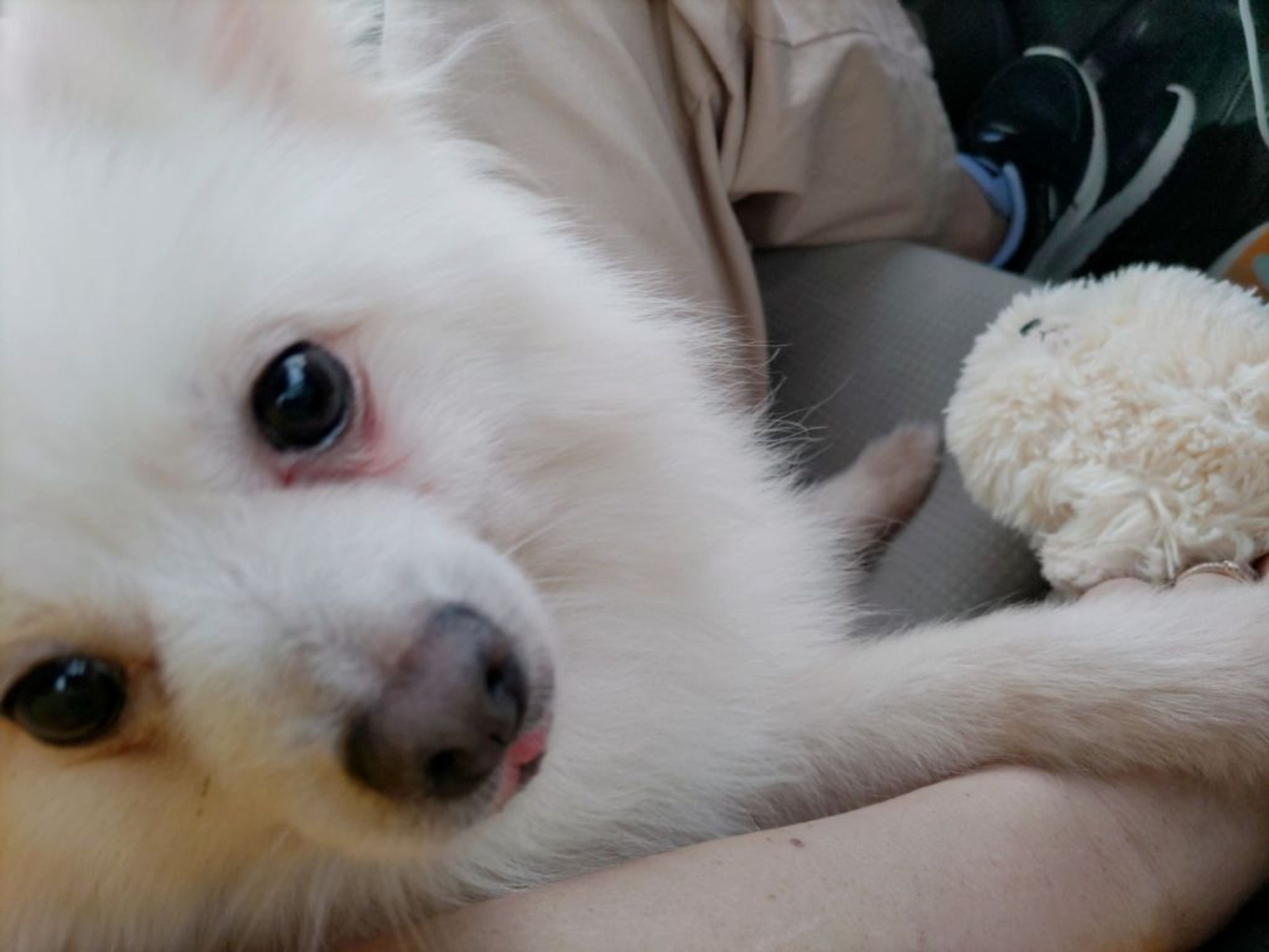 pet-image-6