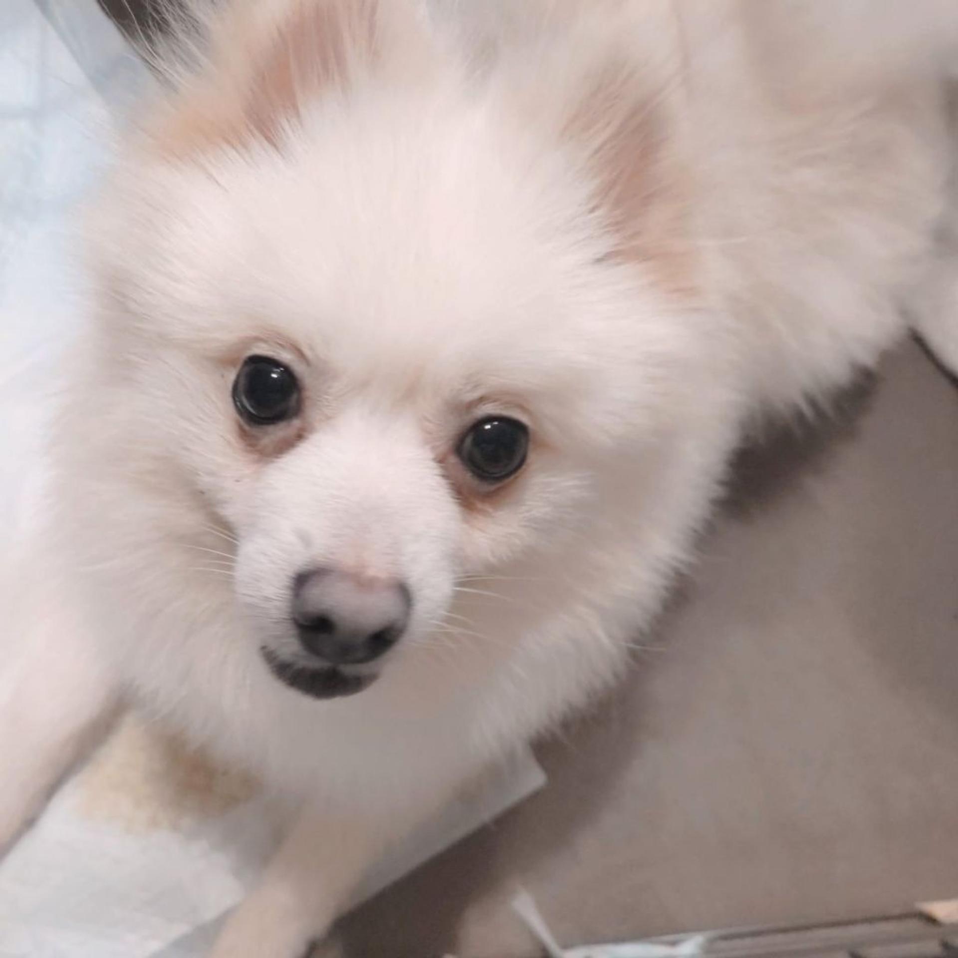 pet-image-7