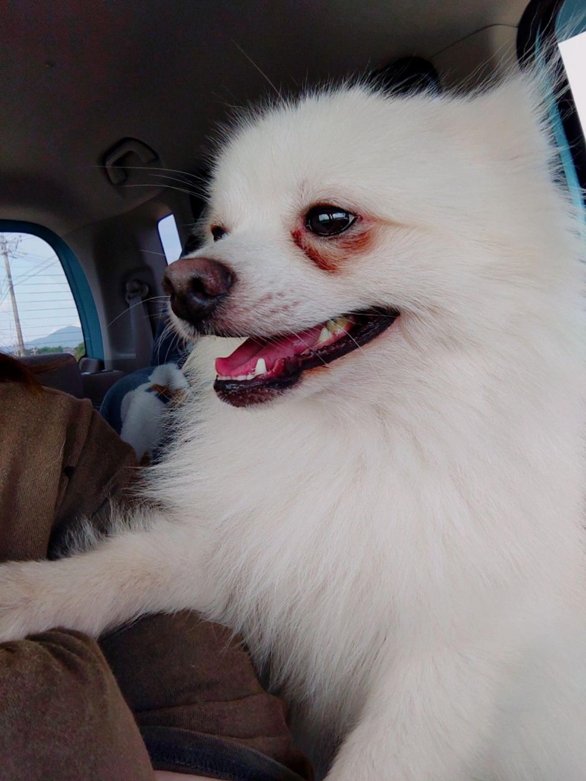 pet-image-8