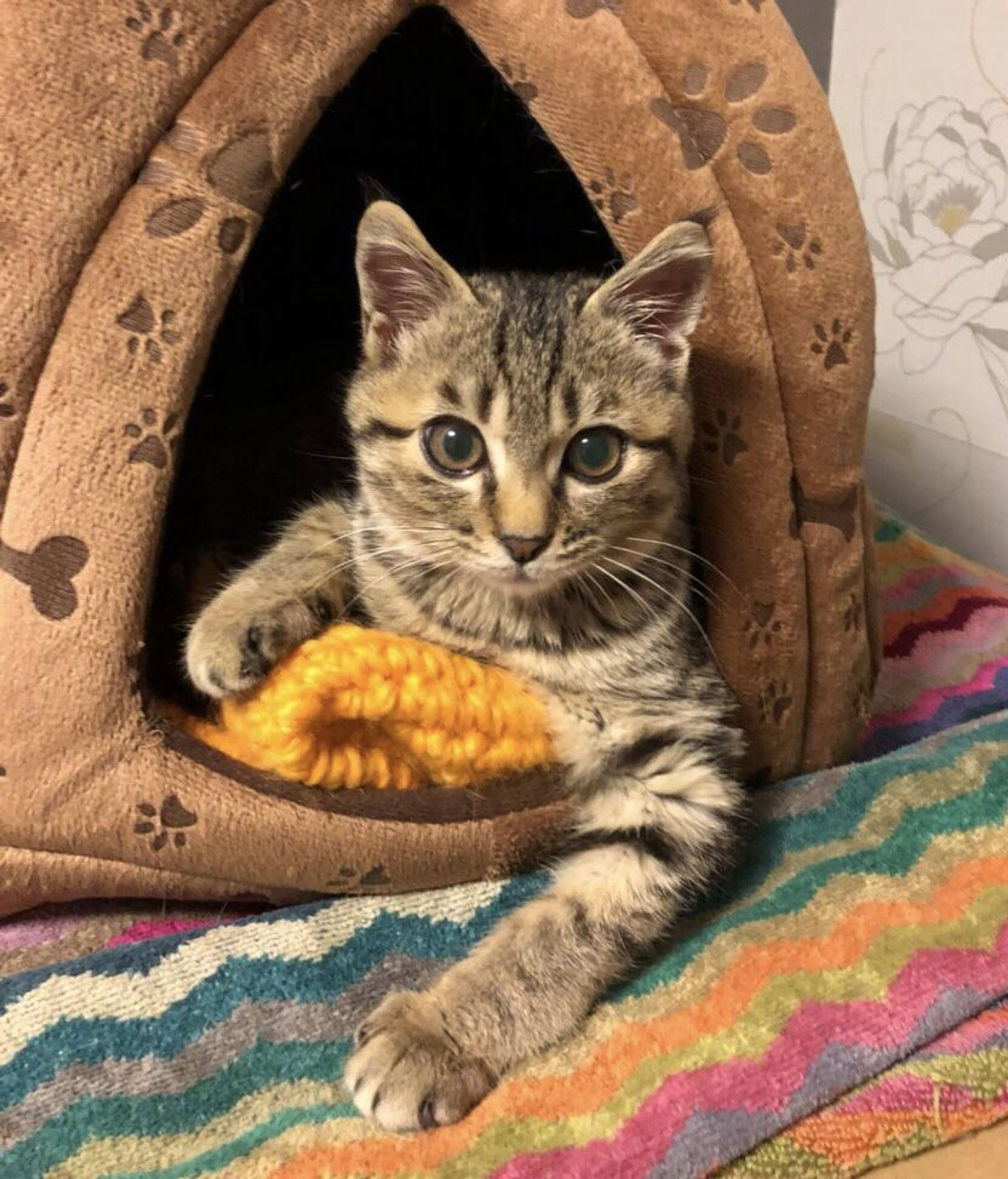 雑種（ミックス猫）・オスの里親募集の写真