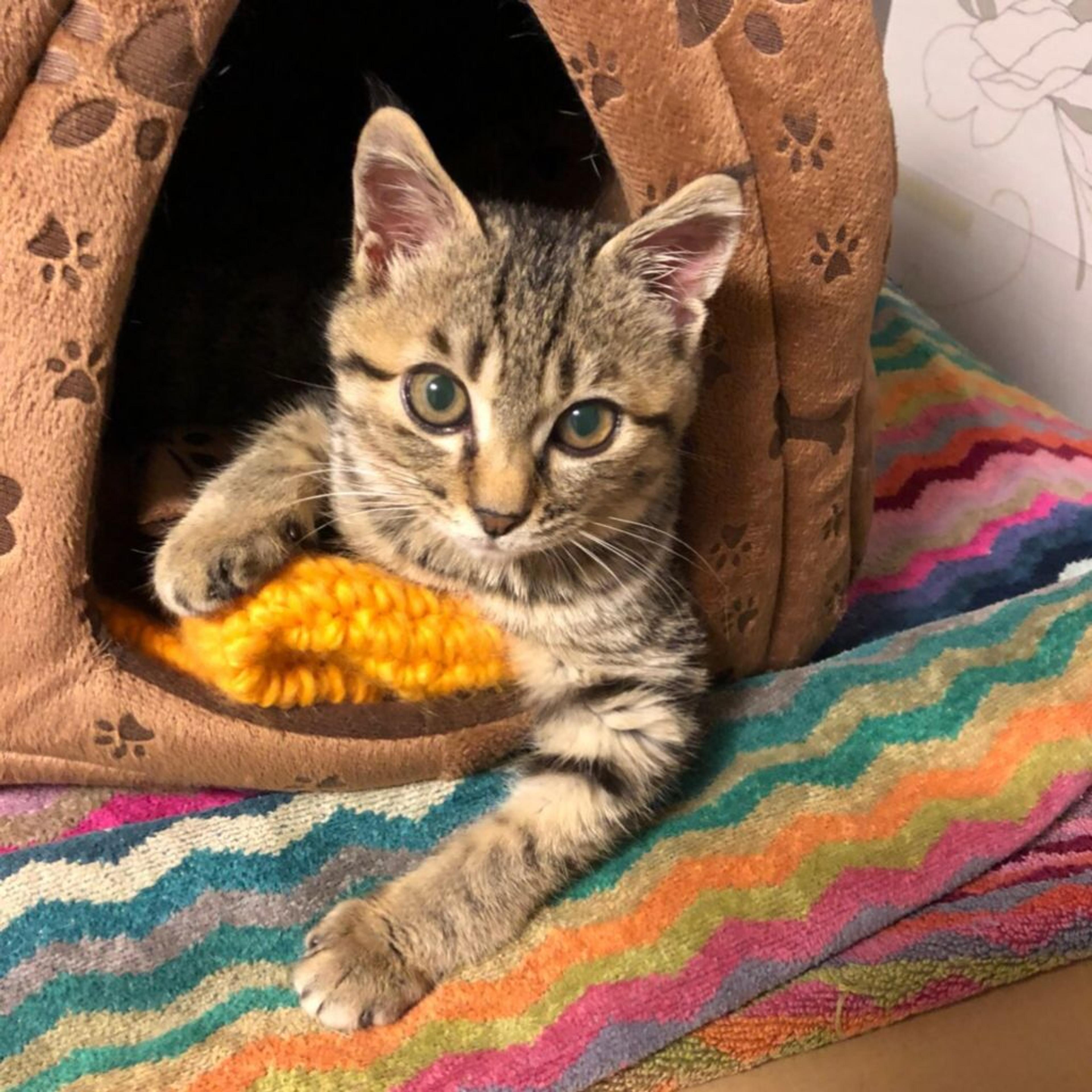 pet-image-3