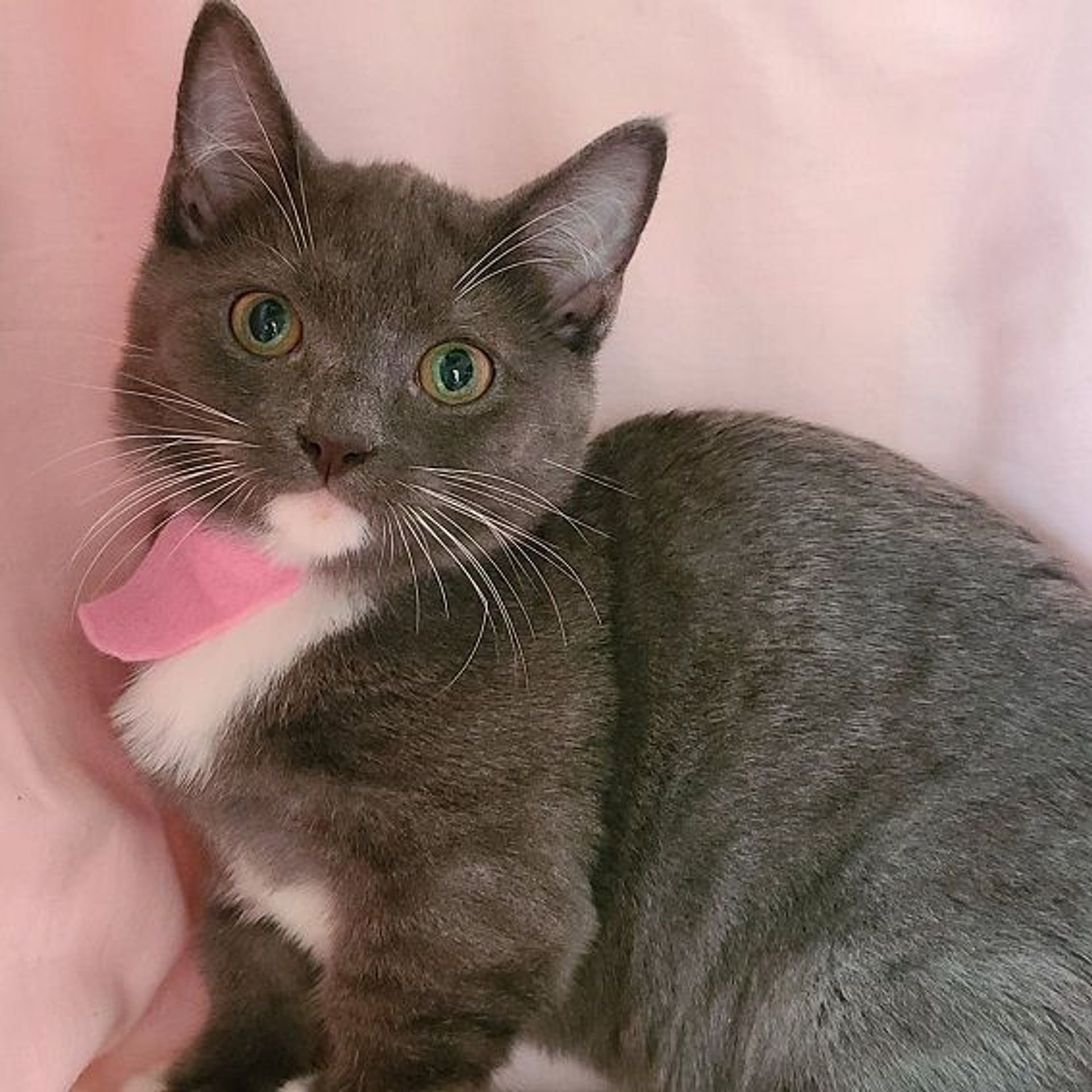 雑種（ミックス猫）・オスの里親募集の写真