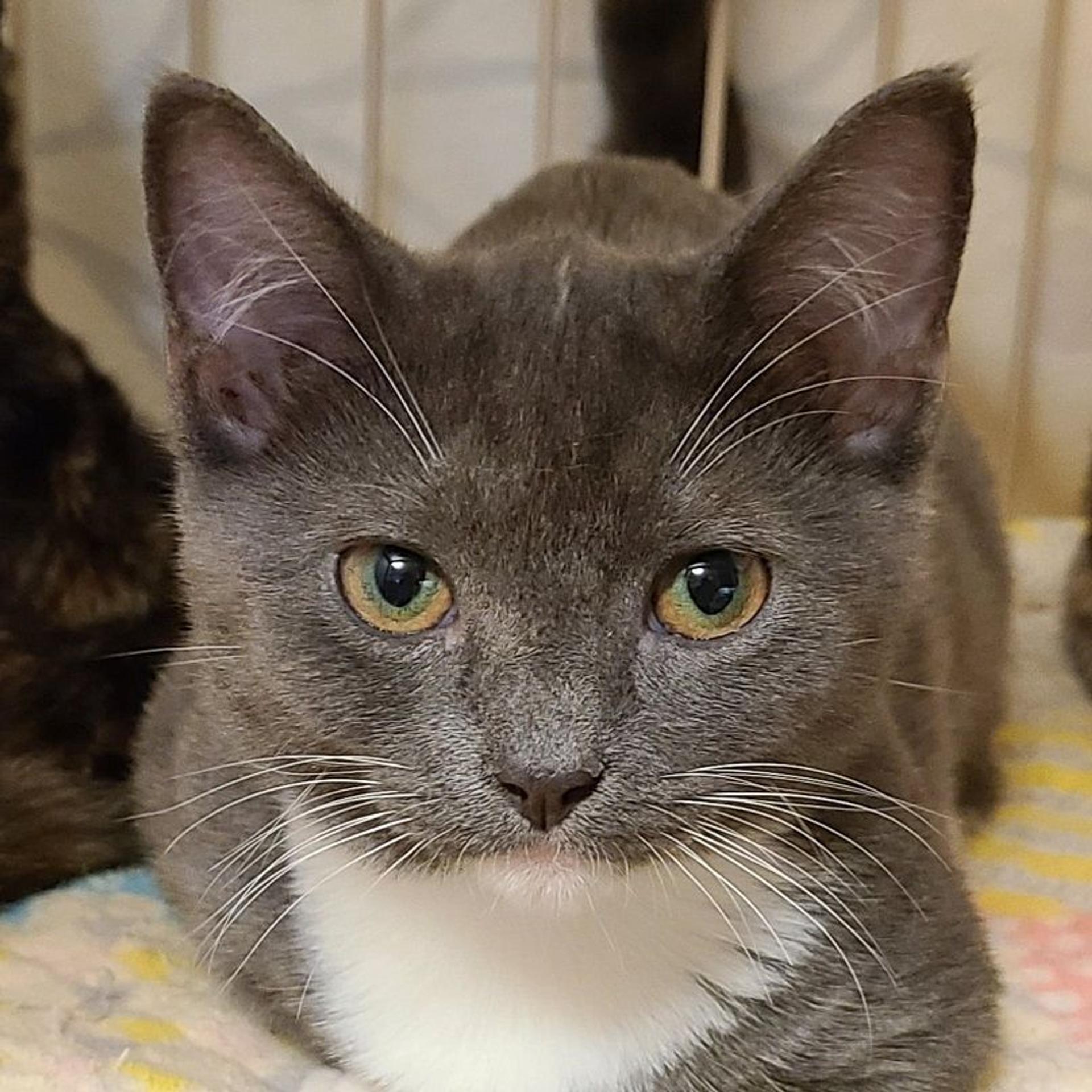 pet-image-2