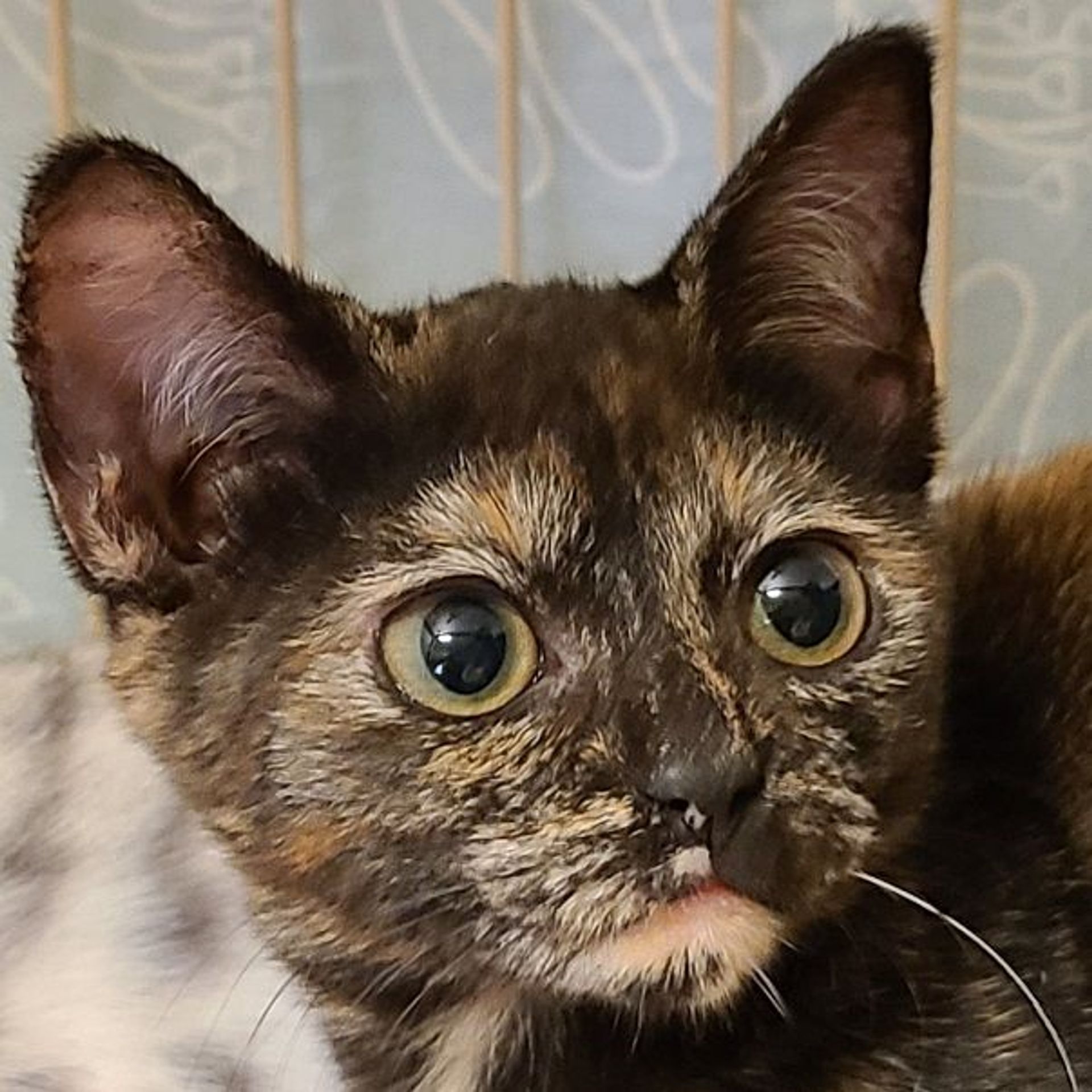 日本猫・メスの里親募集の写真