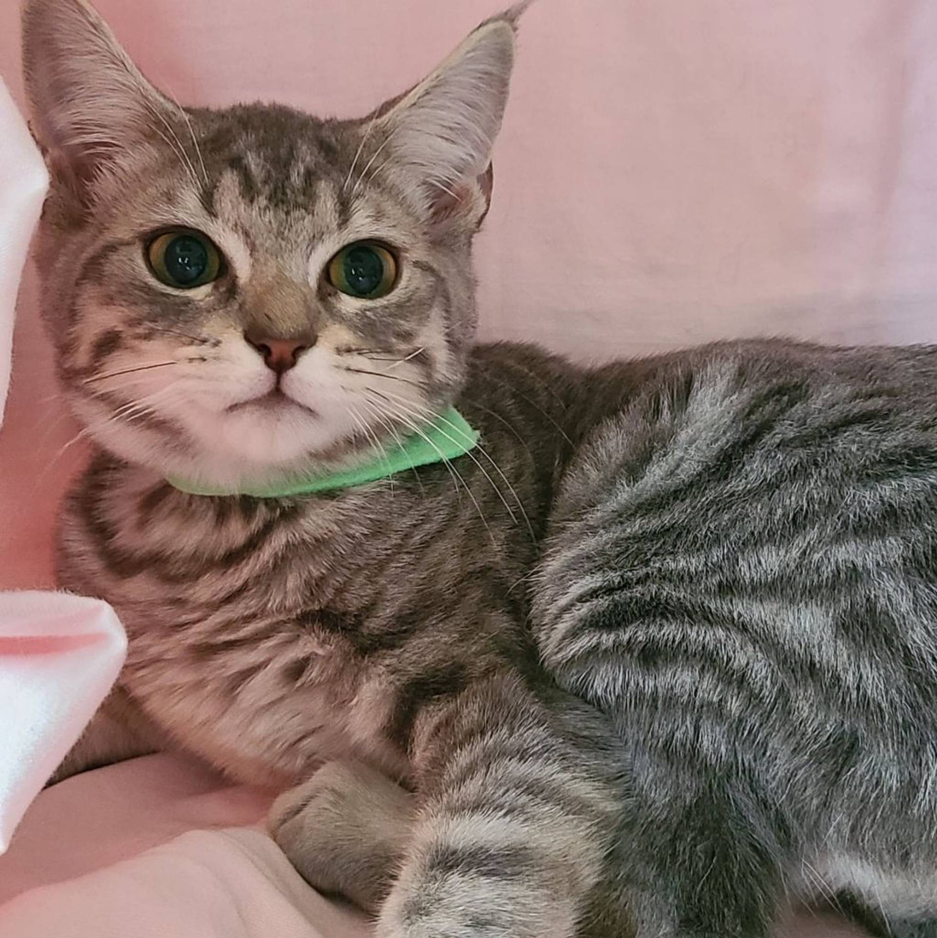 雑種（ミックス猫）・オスの里親募集の写真