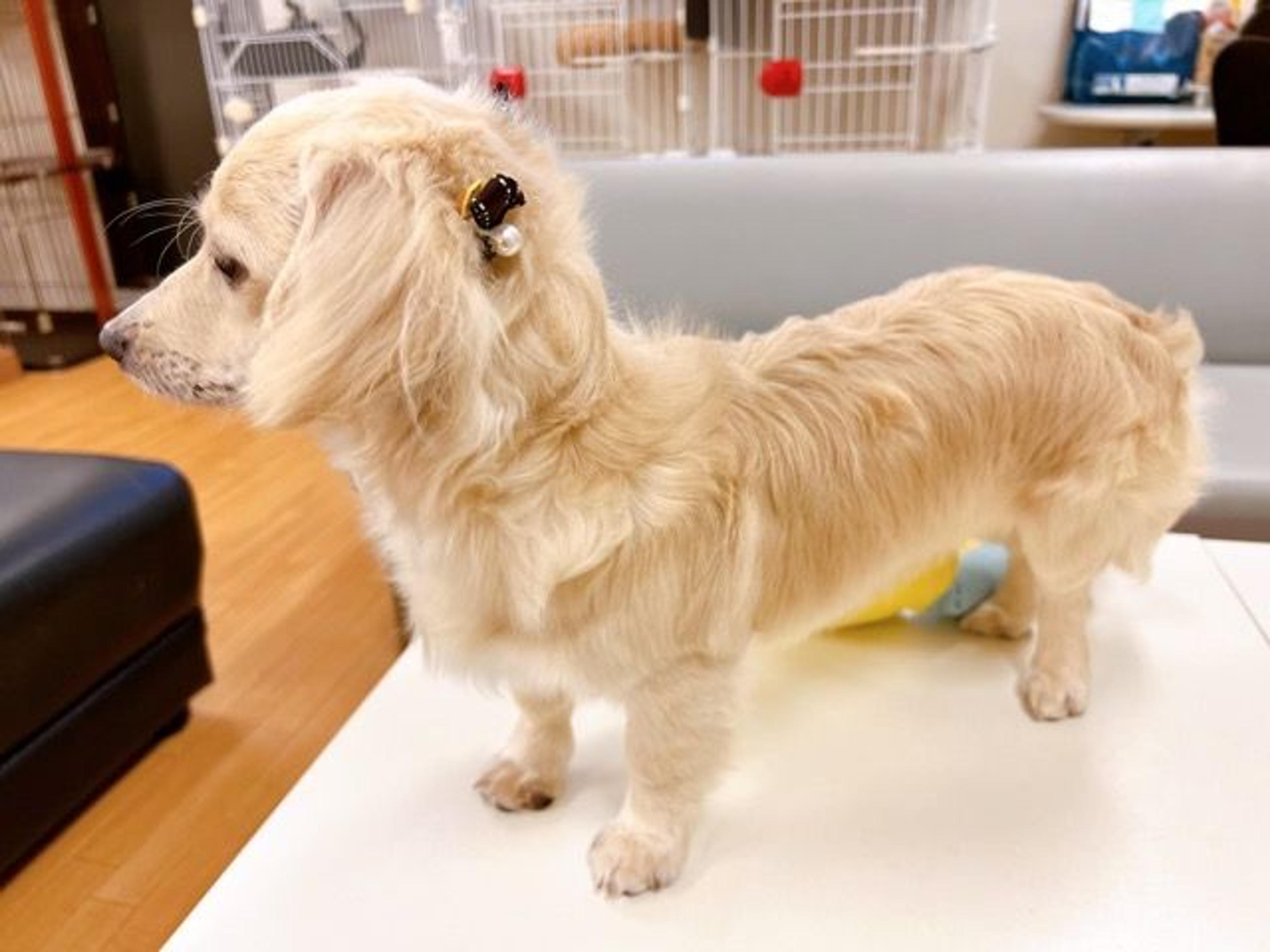pet-image-3