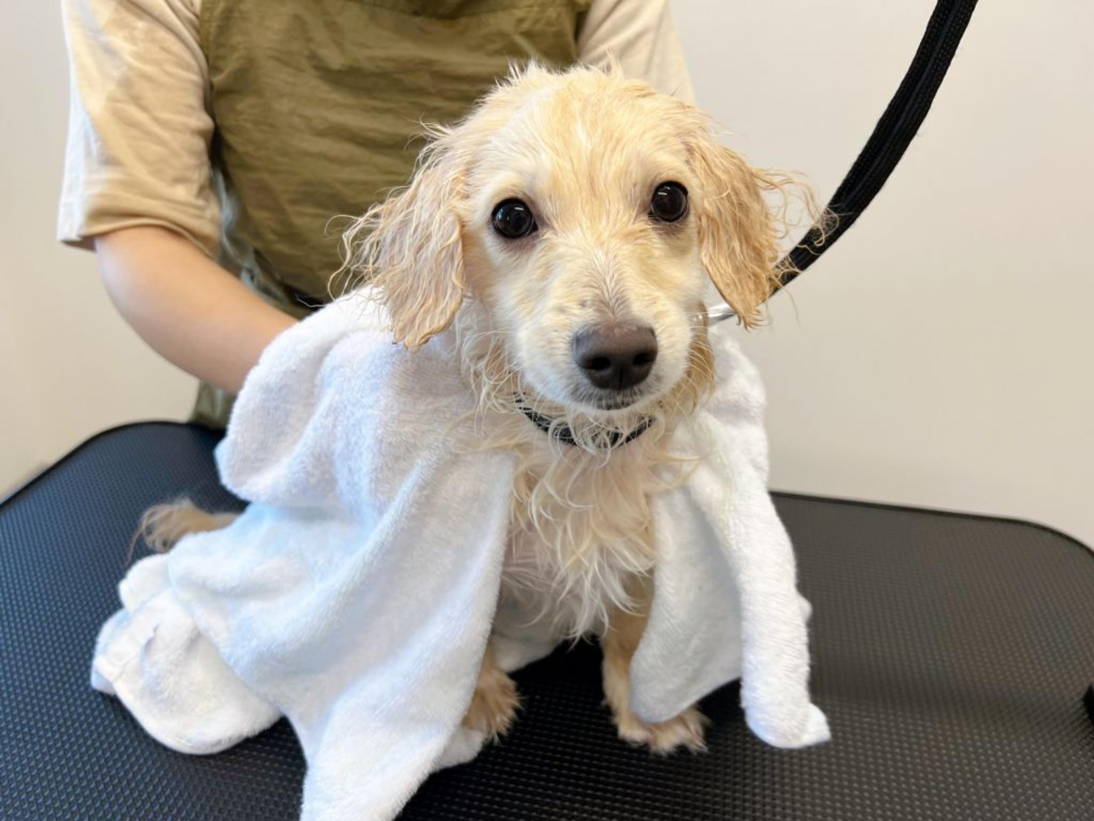pet-image-4