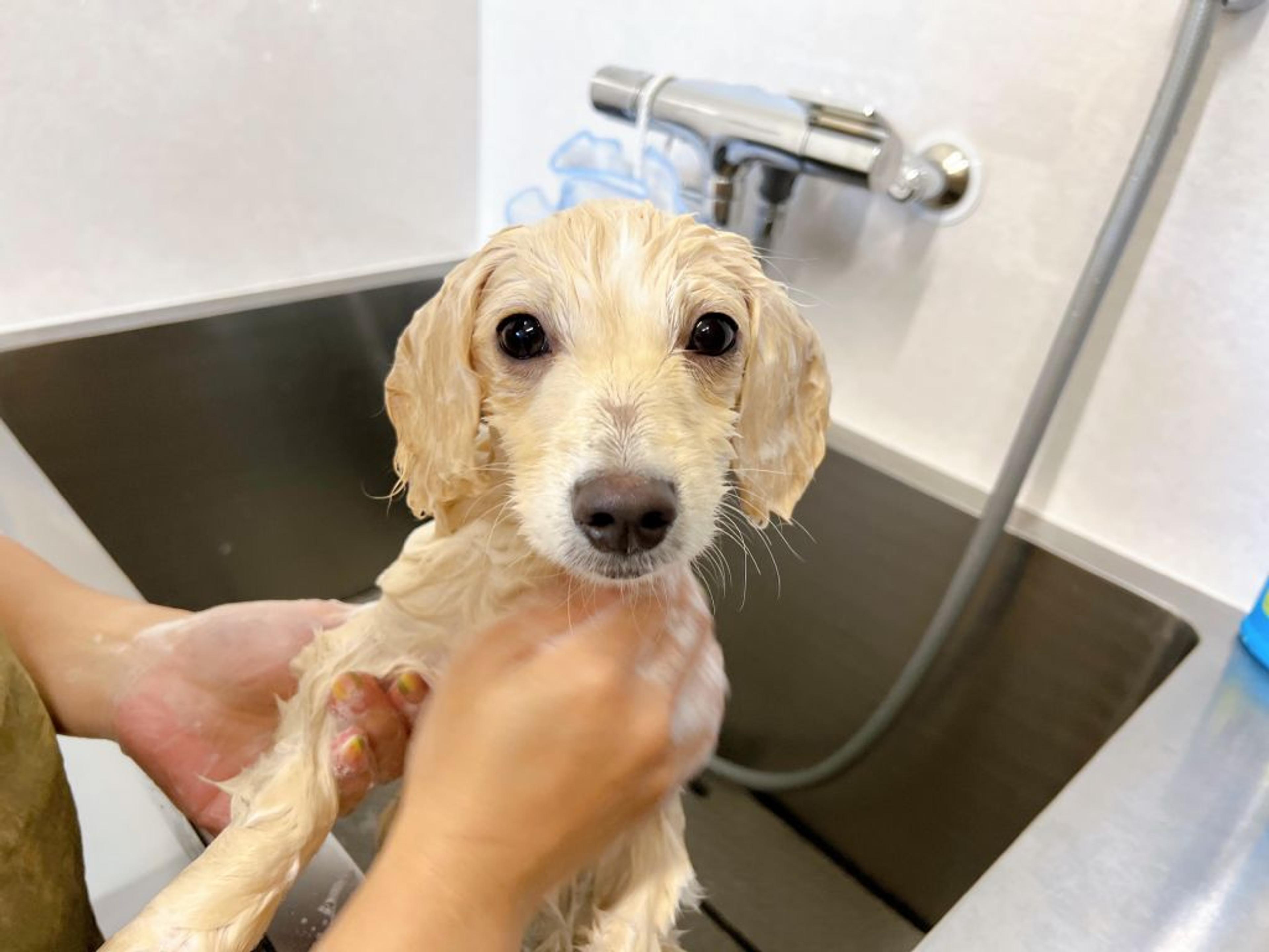 pet-image-5