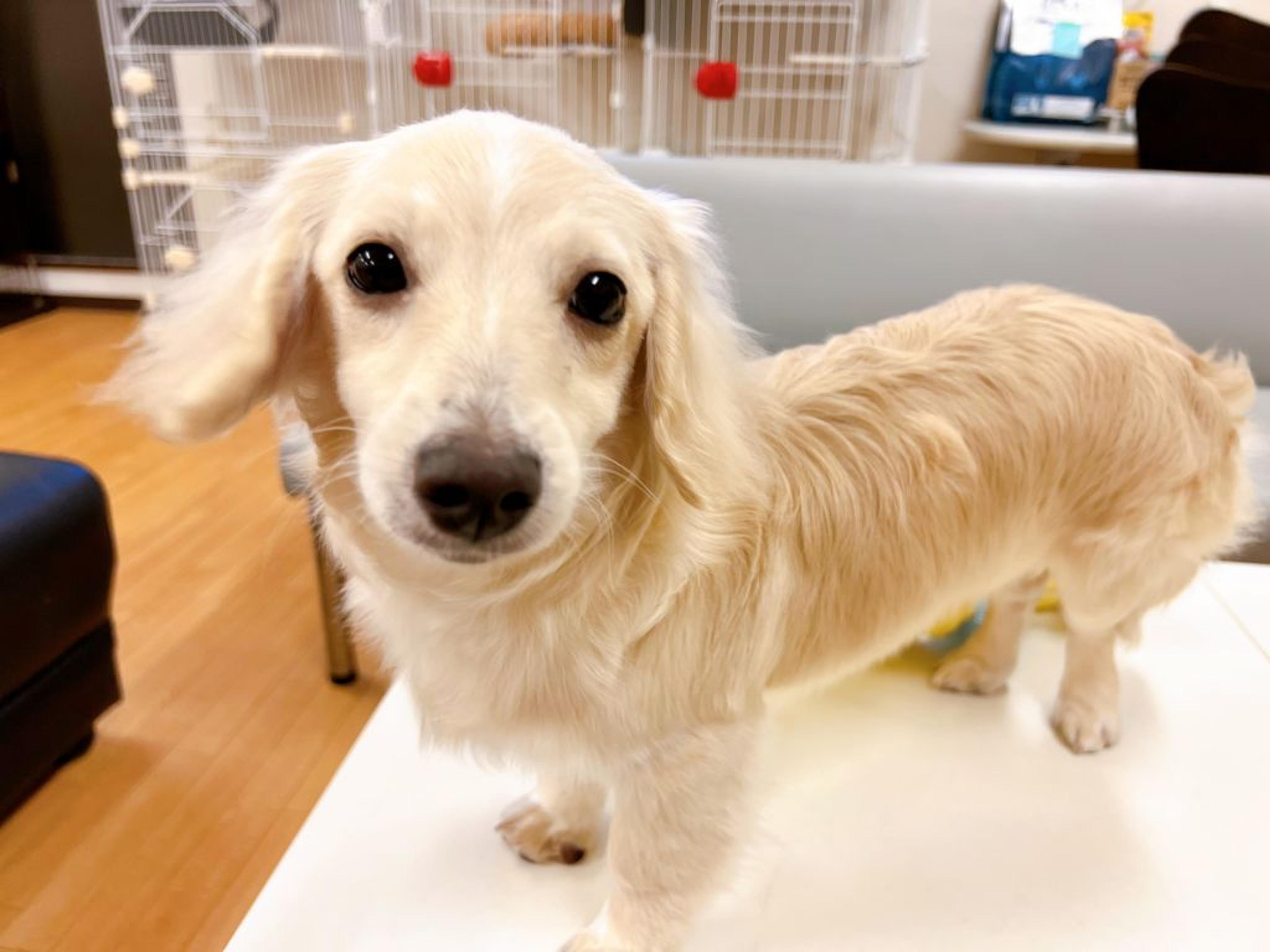 pet-image-6