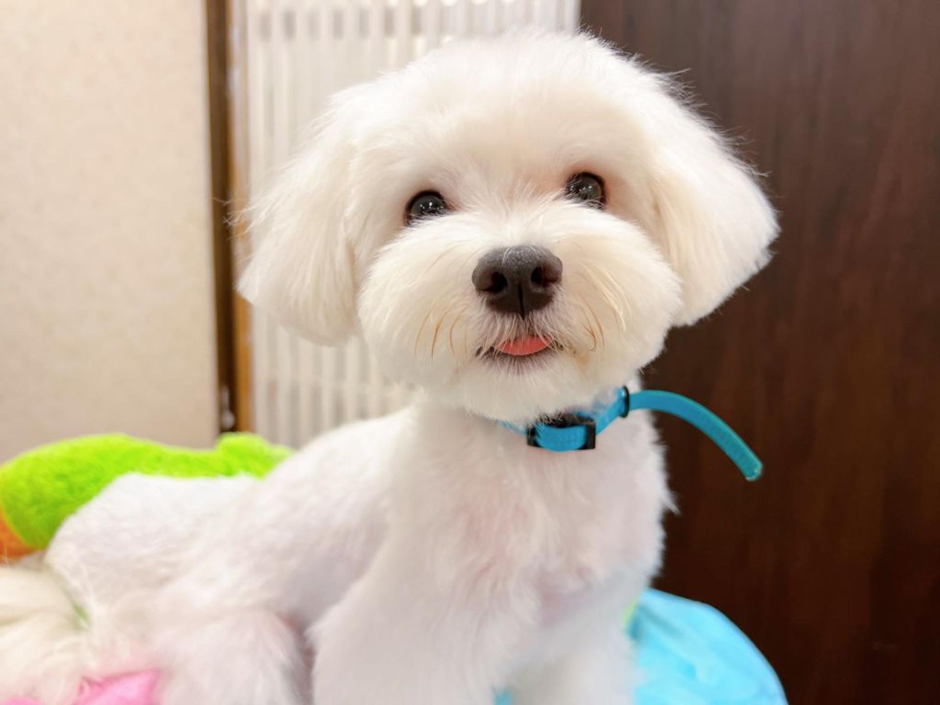 pet-image-3