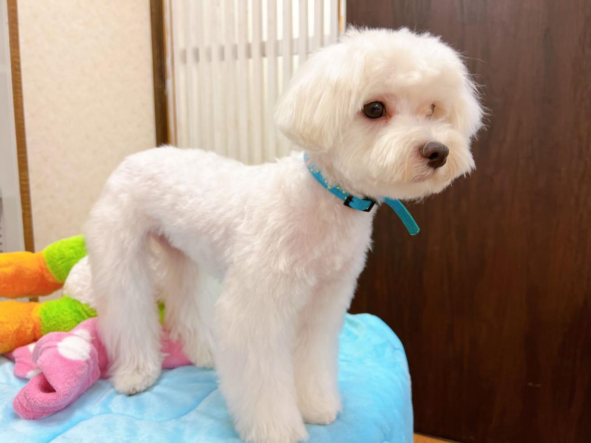 pet-image-4