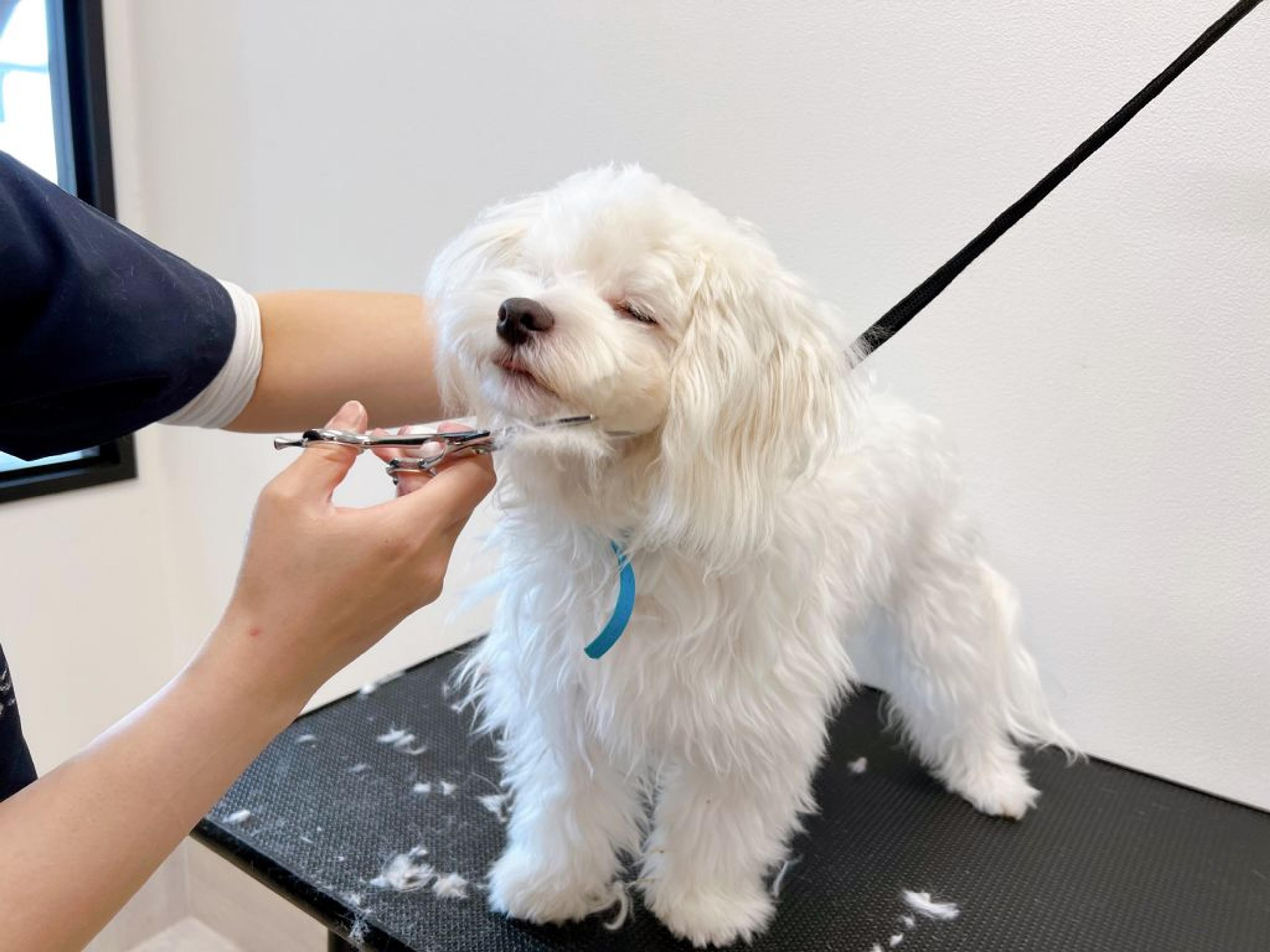 pet-image-6