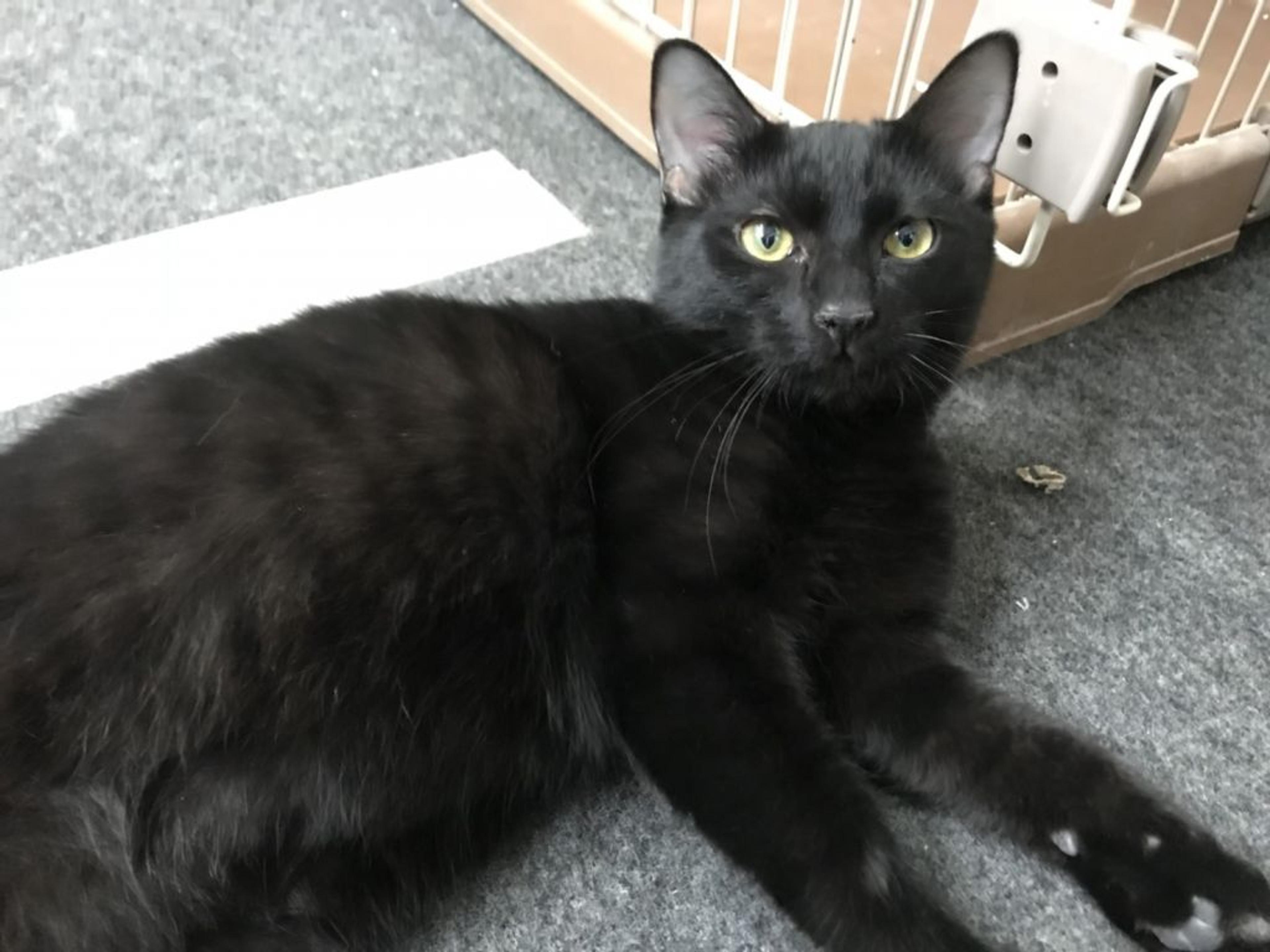 pet-image-3