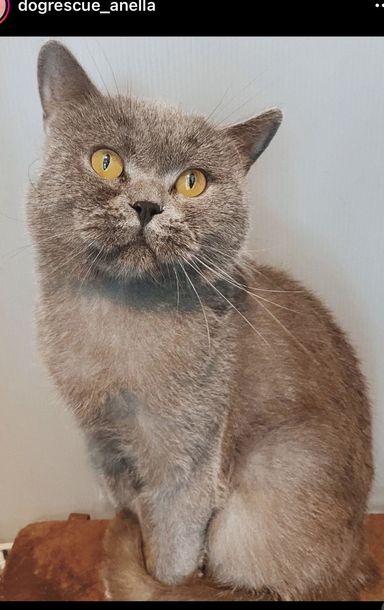 ねぎまの写真