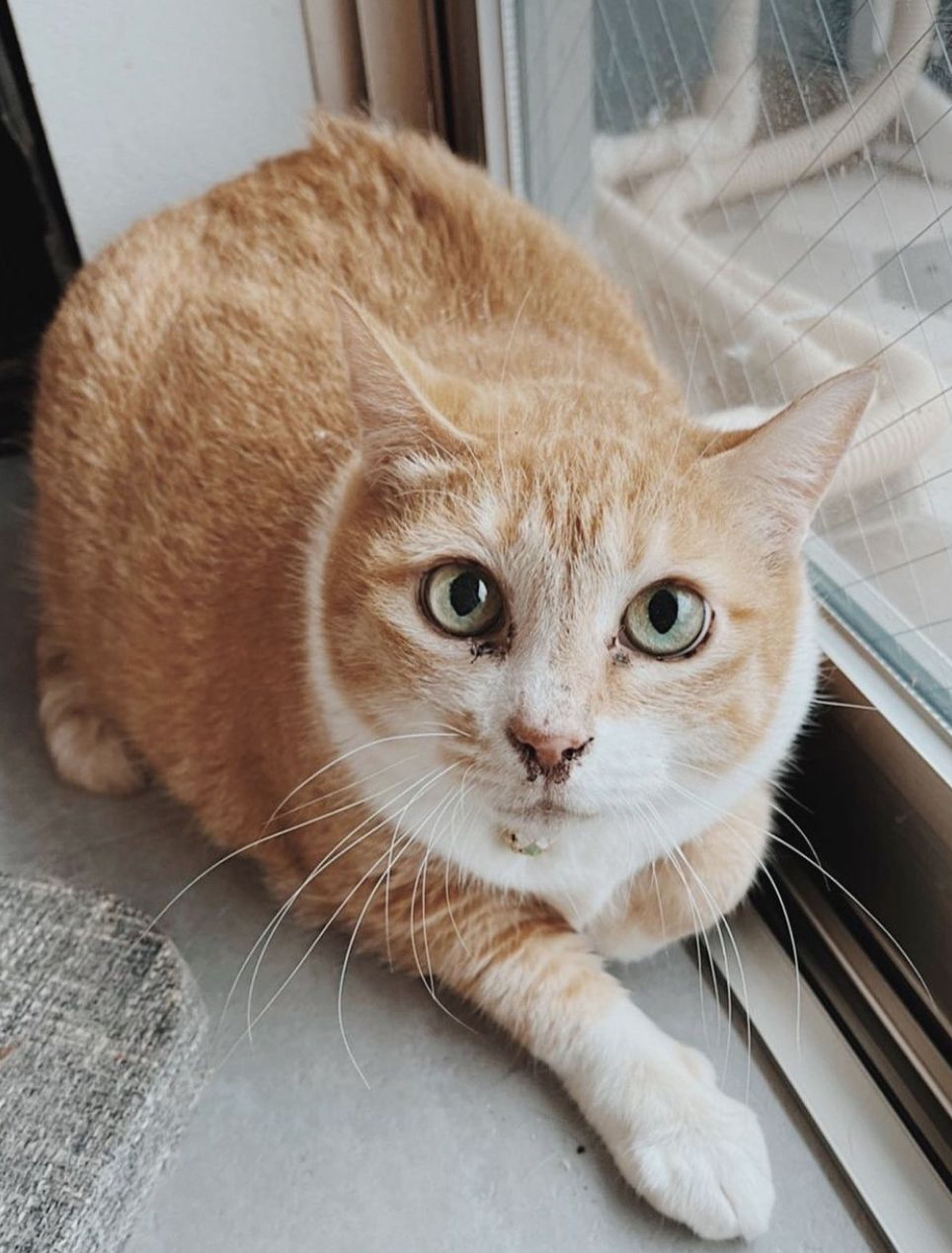 雑種（ミックス猫）・オスの里親募集の写真