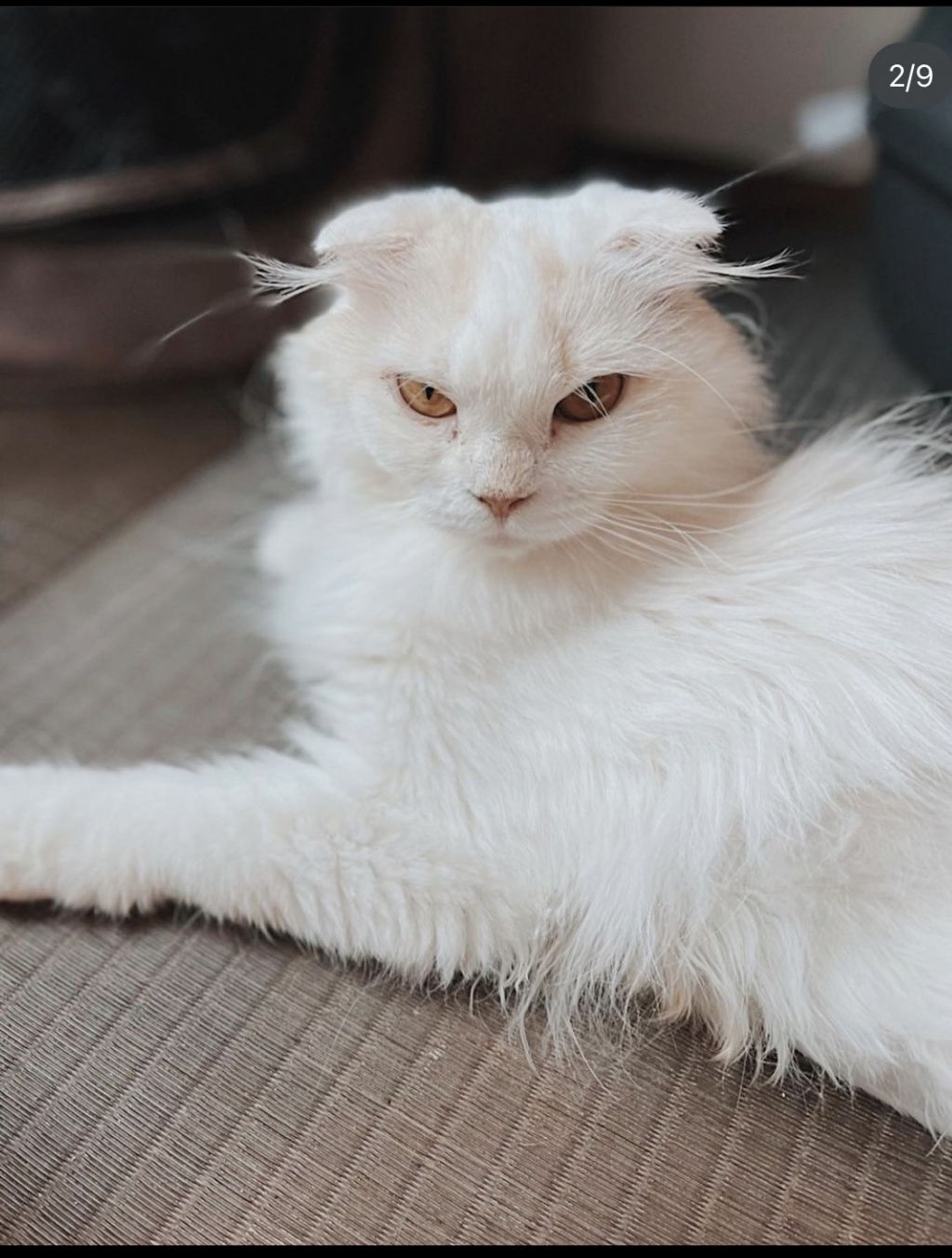 スコティッシュフォールド・メスの里親募集の写真