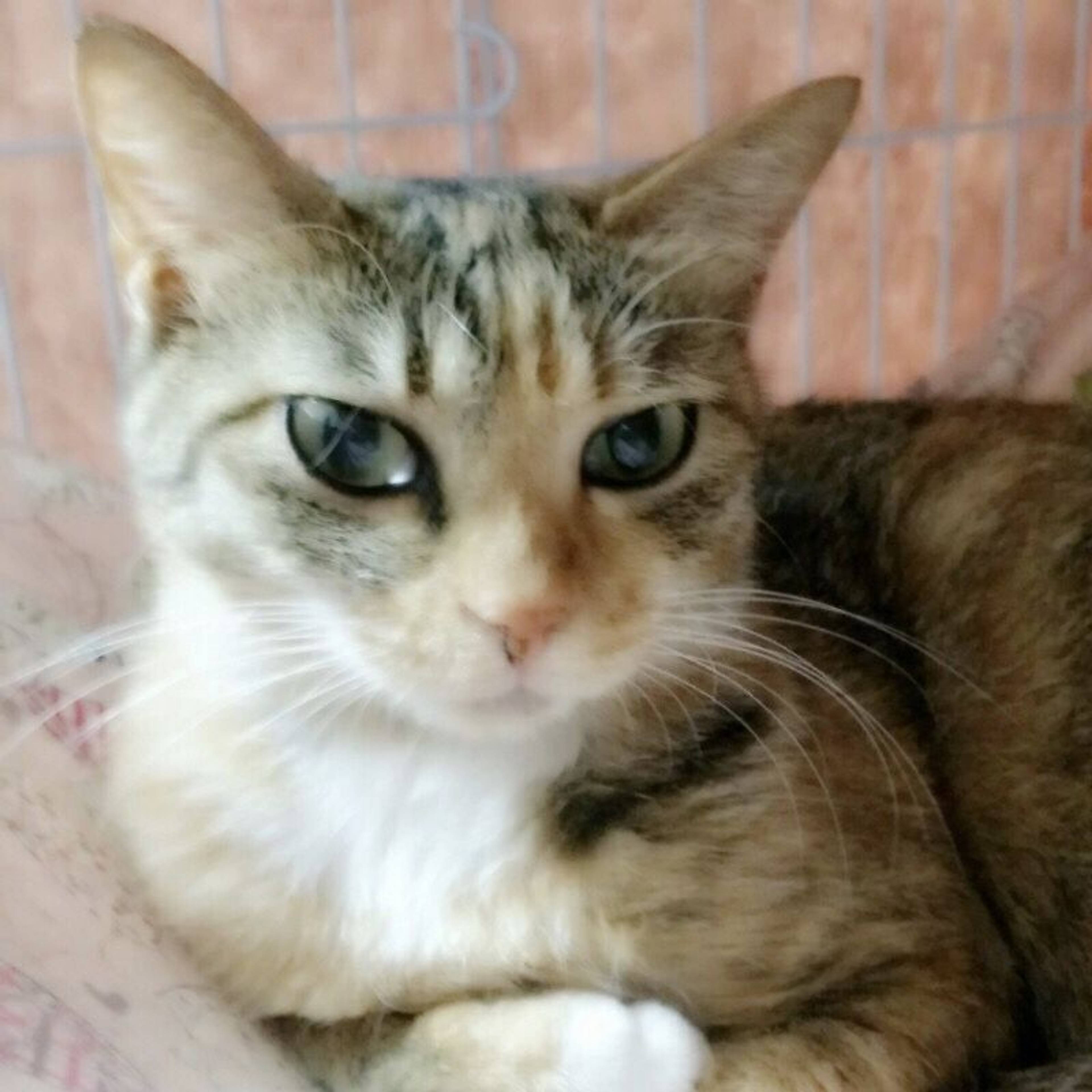 雑種（ミックス猫）・メスの里親募集の写真