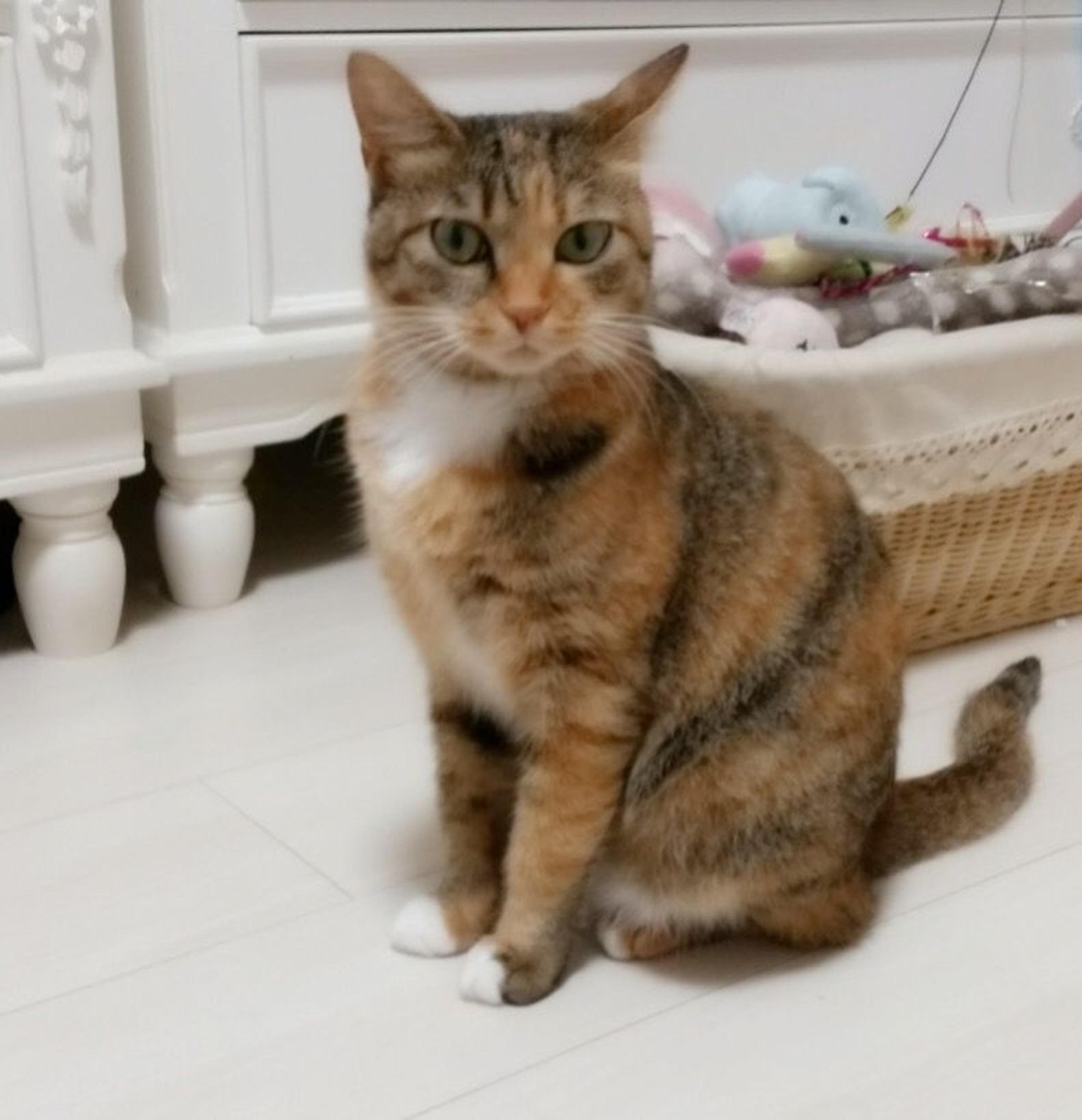 pet-image-2