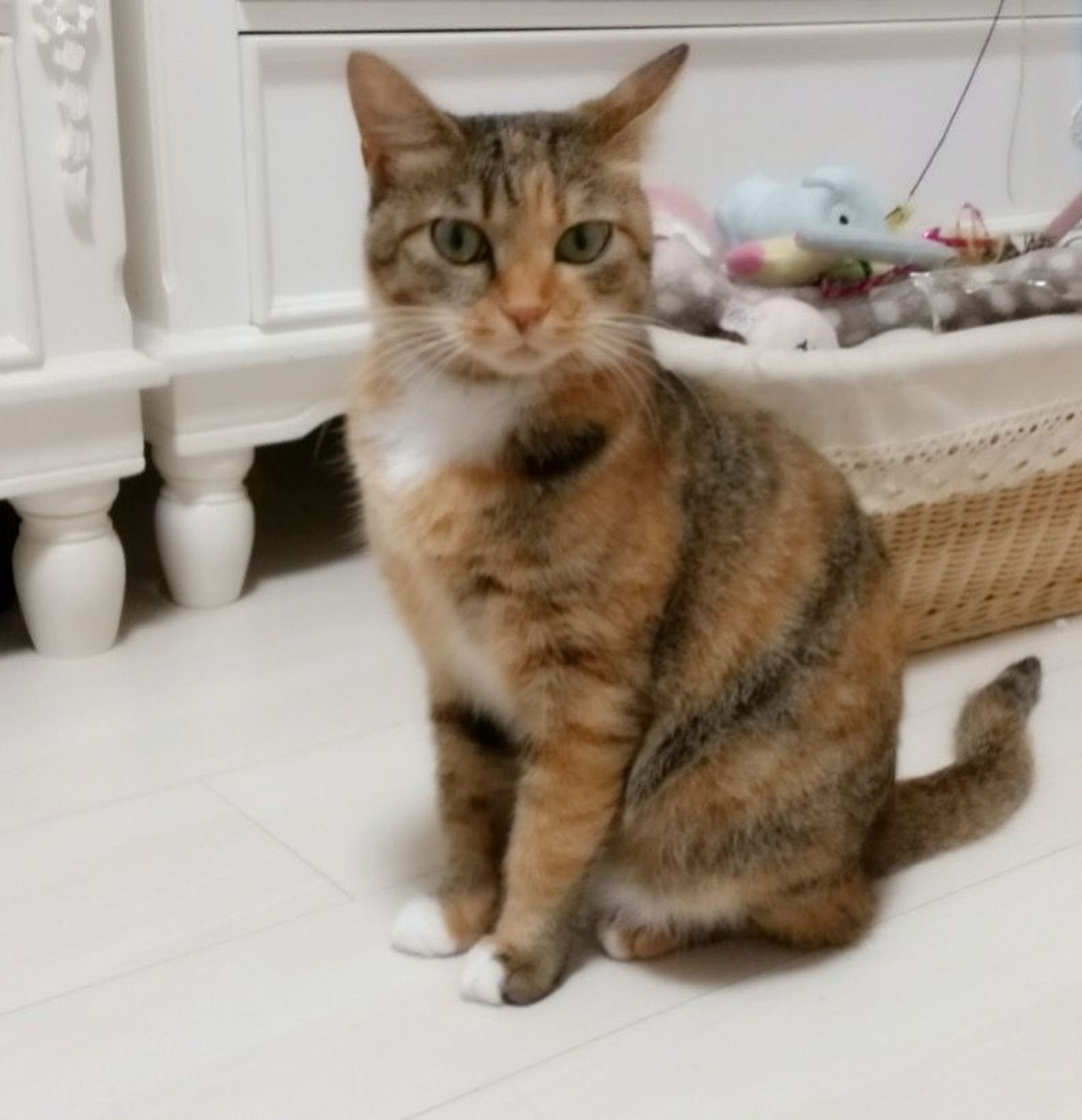 pet-image-2