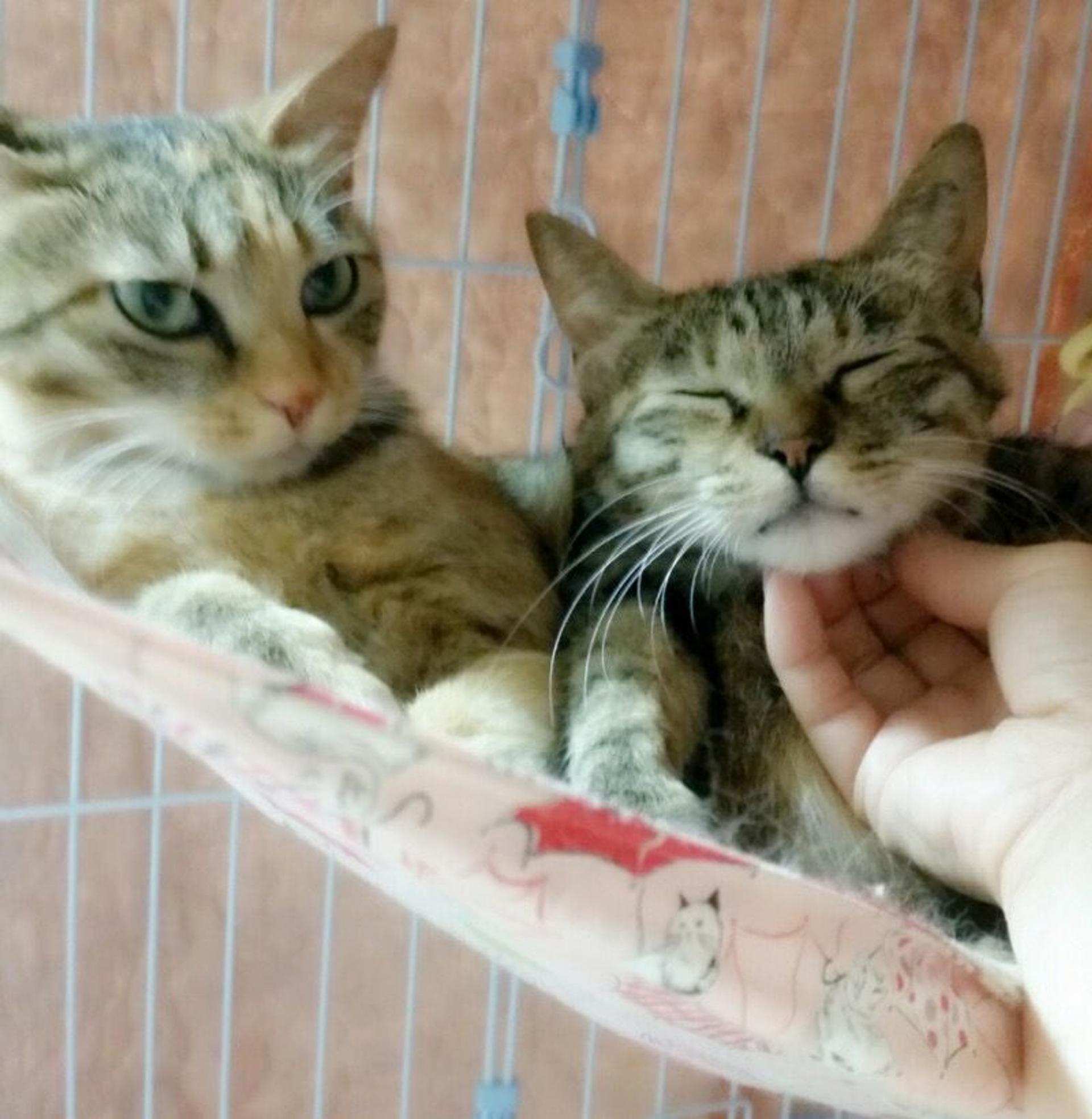 pet-image-3