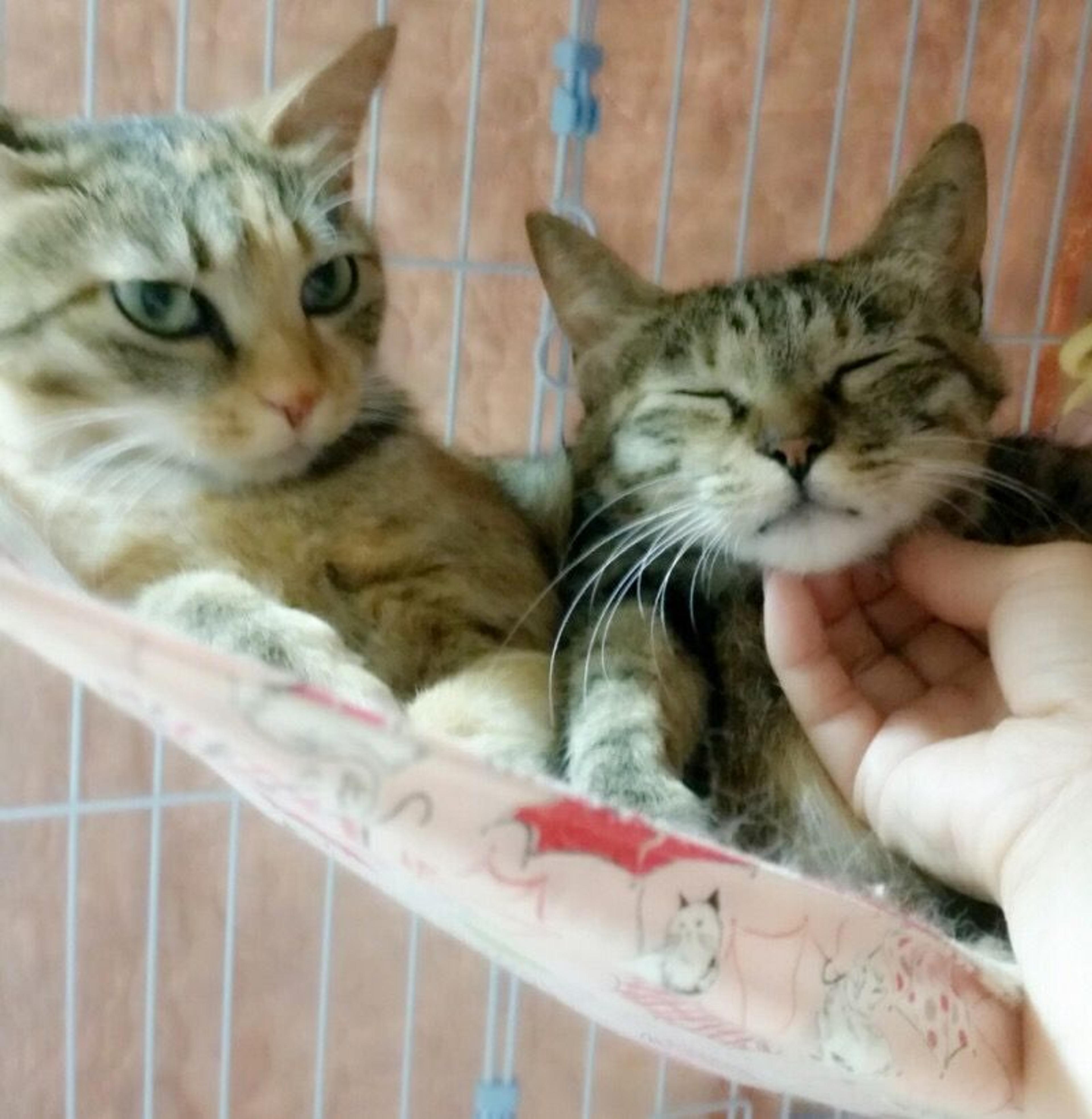 pet-image-3