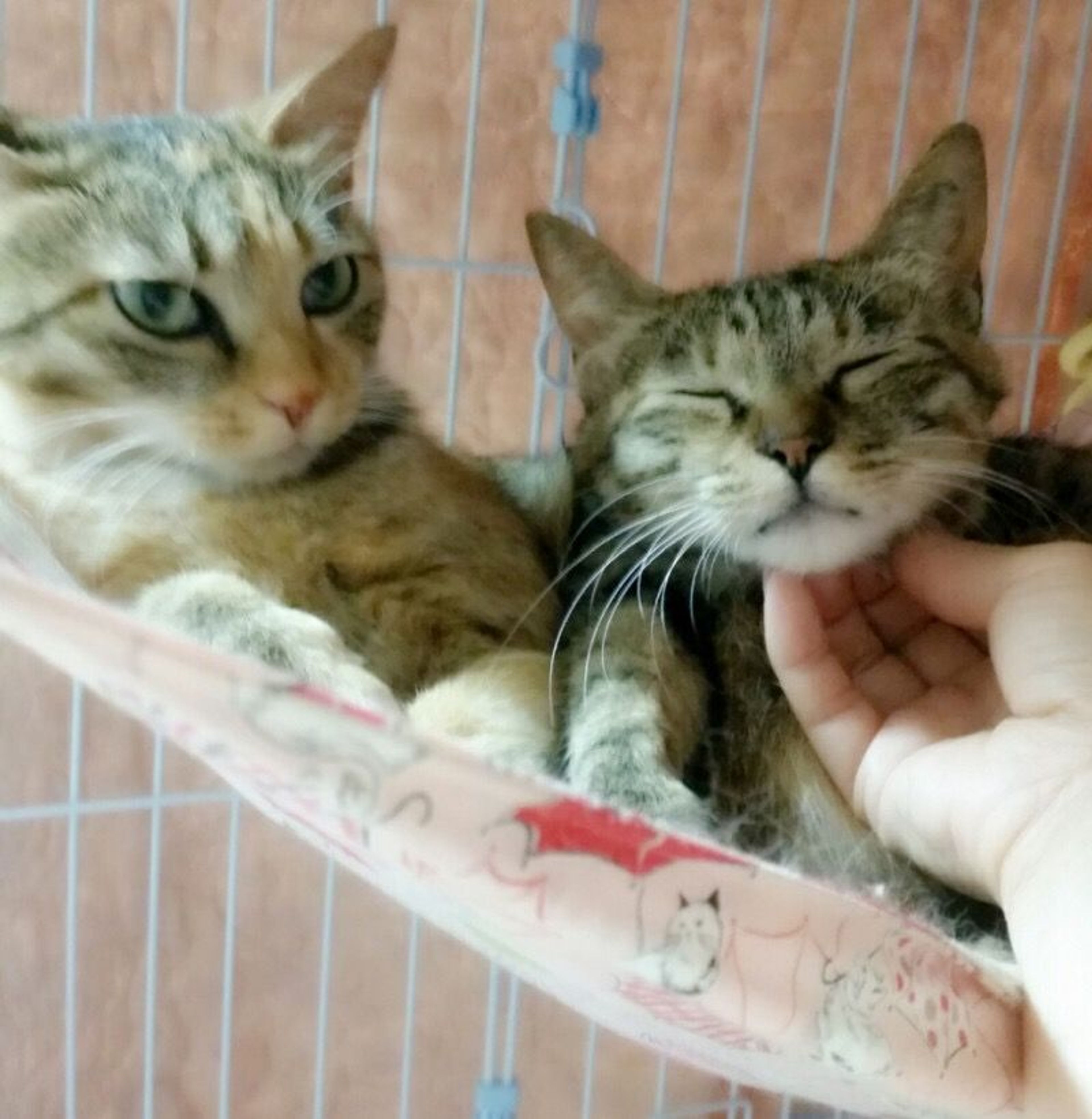 pet-image-3
