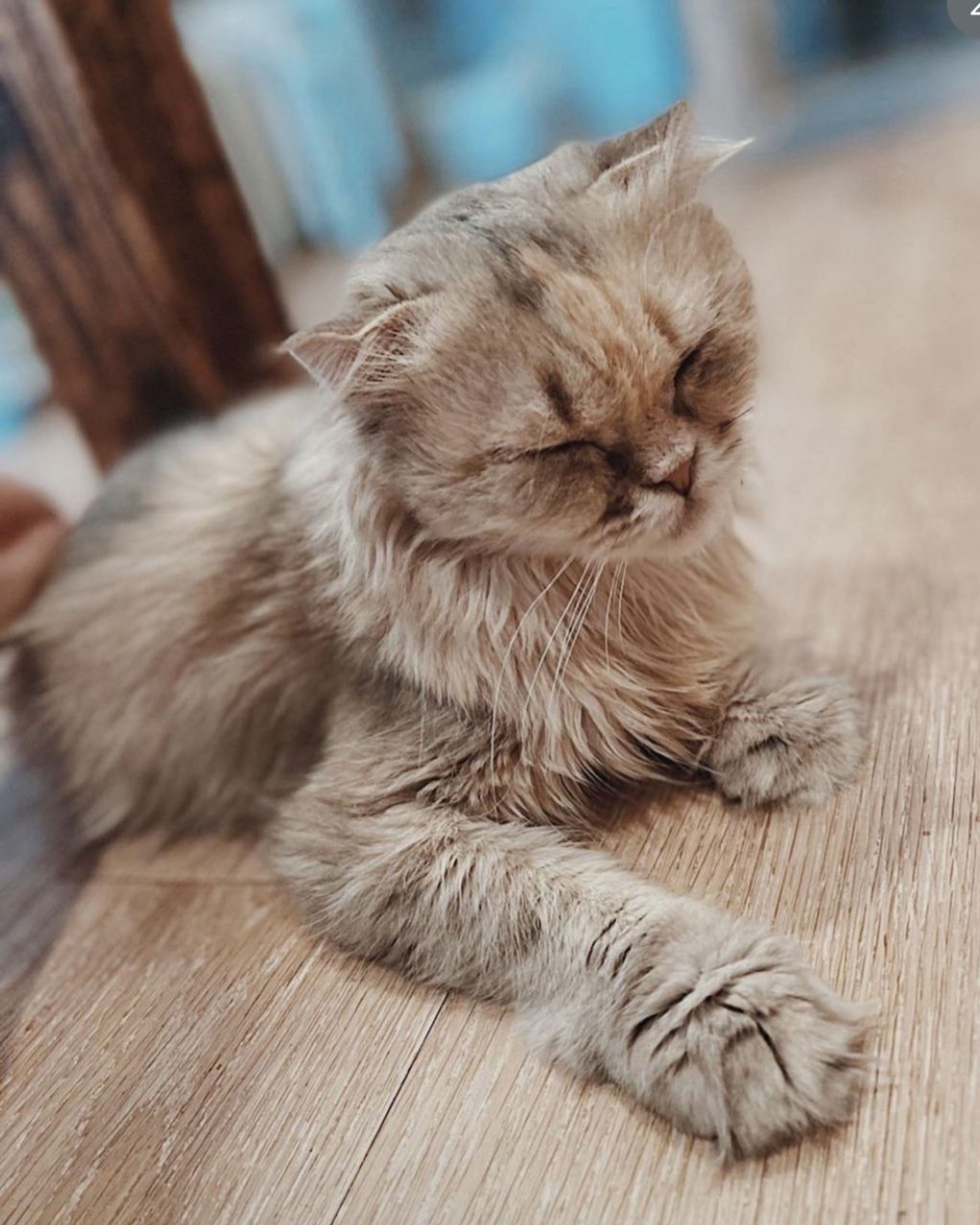 スコティッシュフォールド・メスの里親募集の写真
