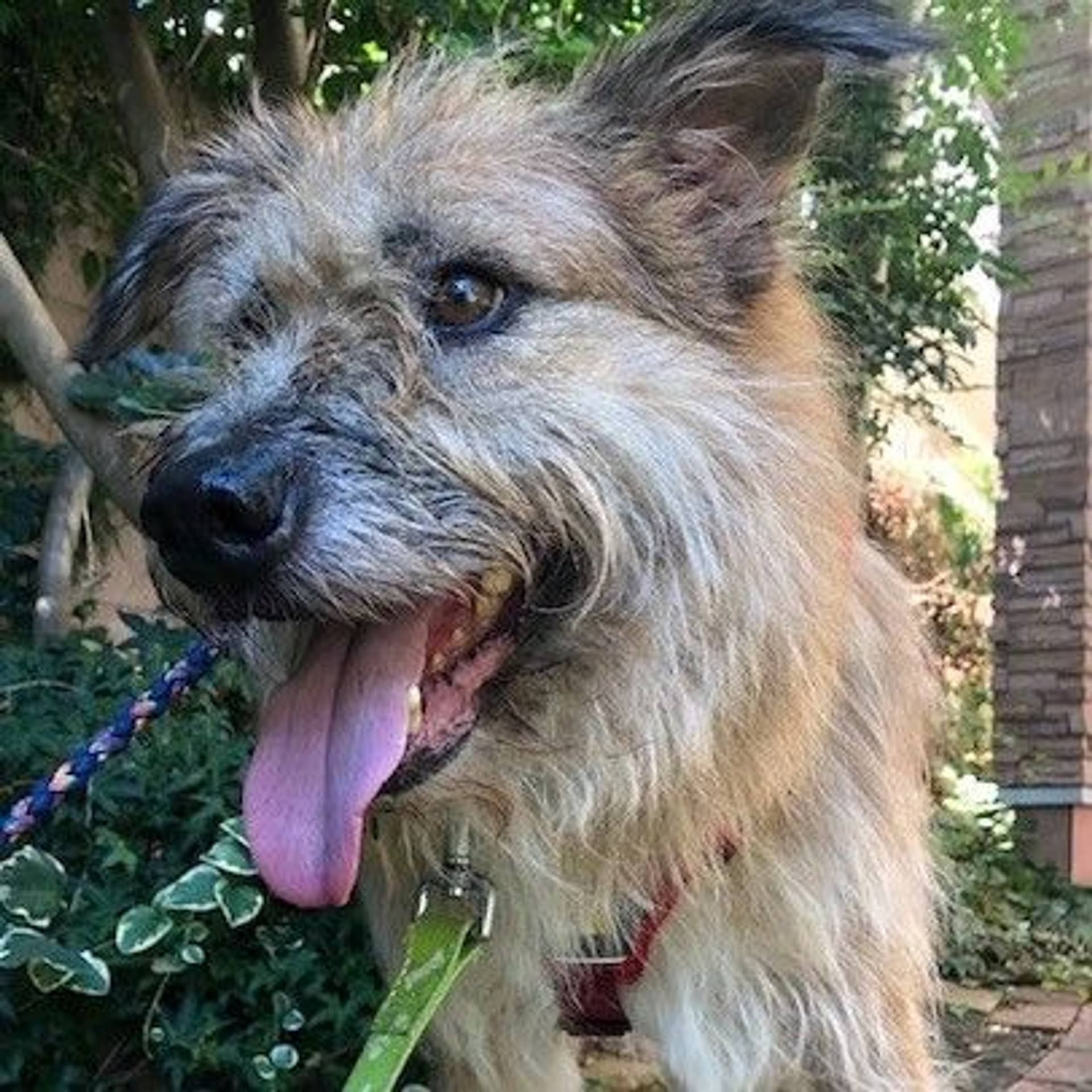 雑種（ミックス犬）・オスの里親募集の写真
