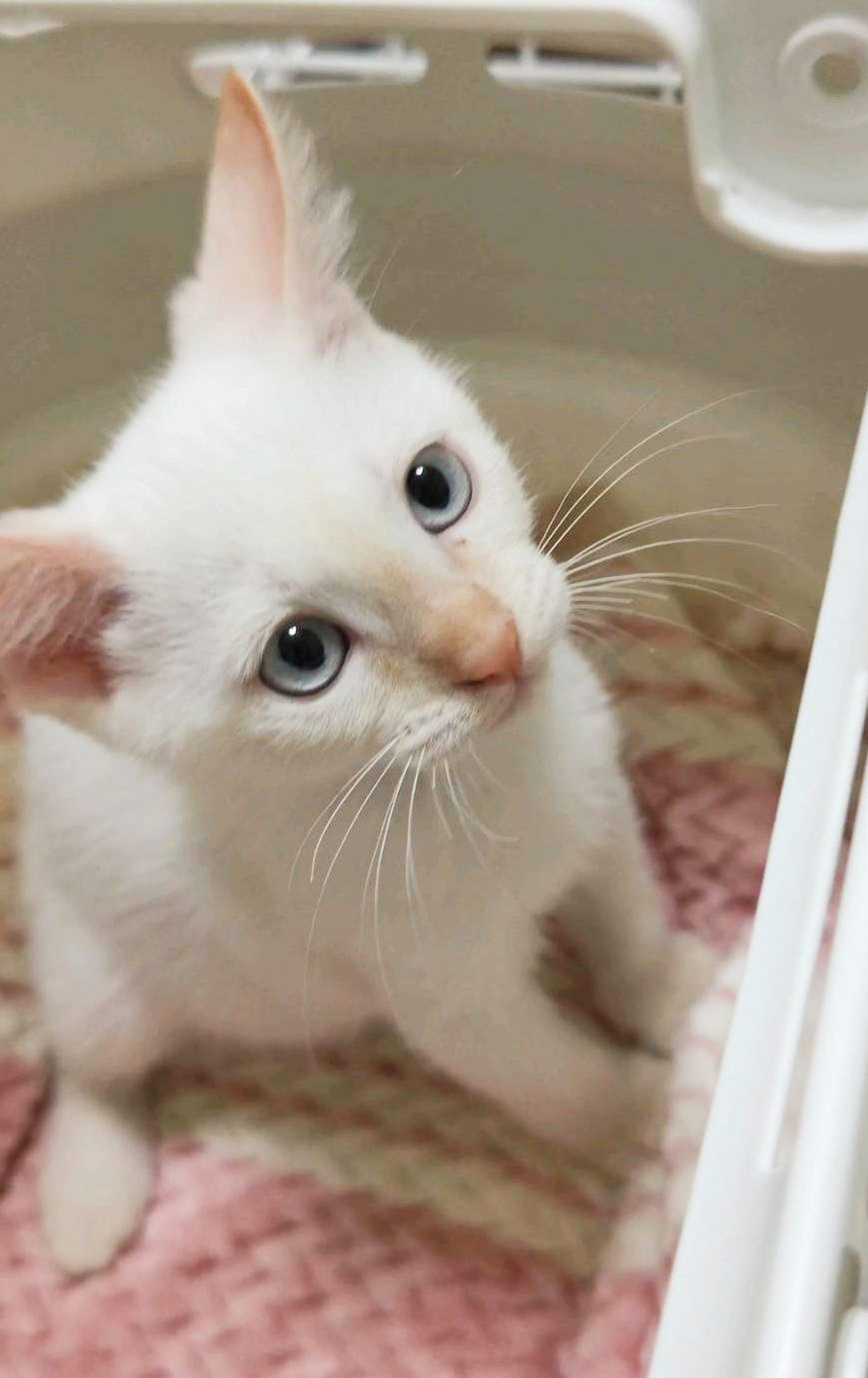 pet-image-2