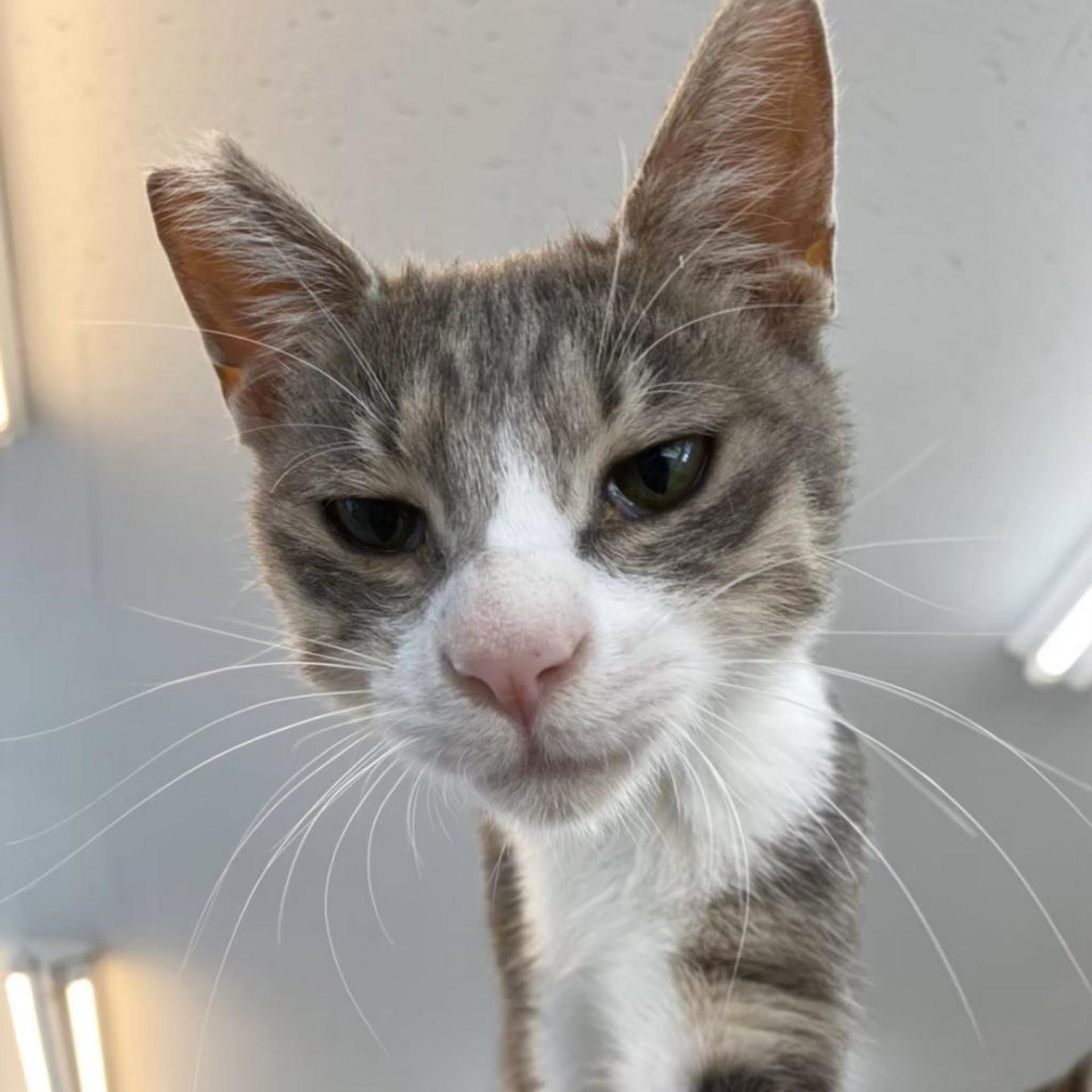 pet-image-6
