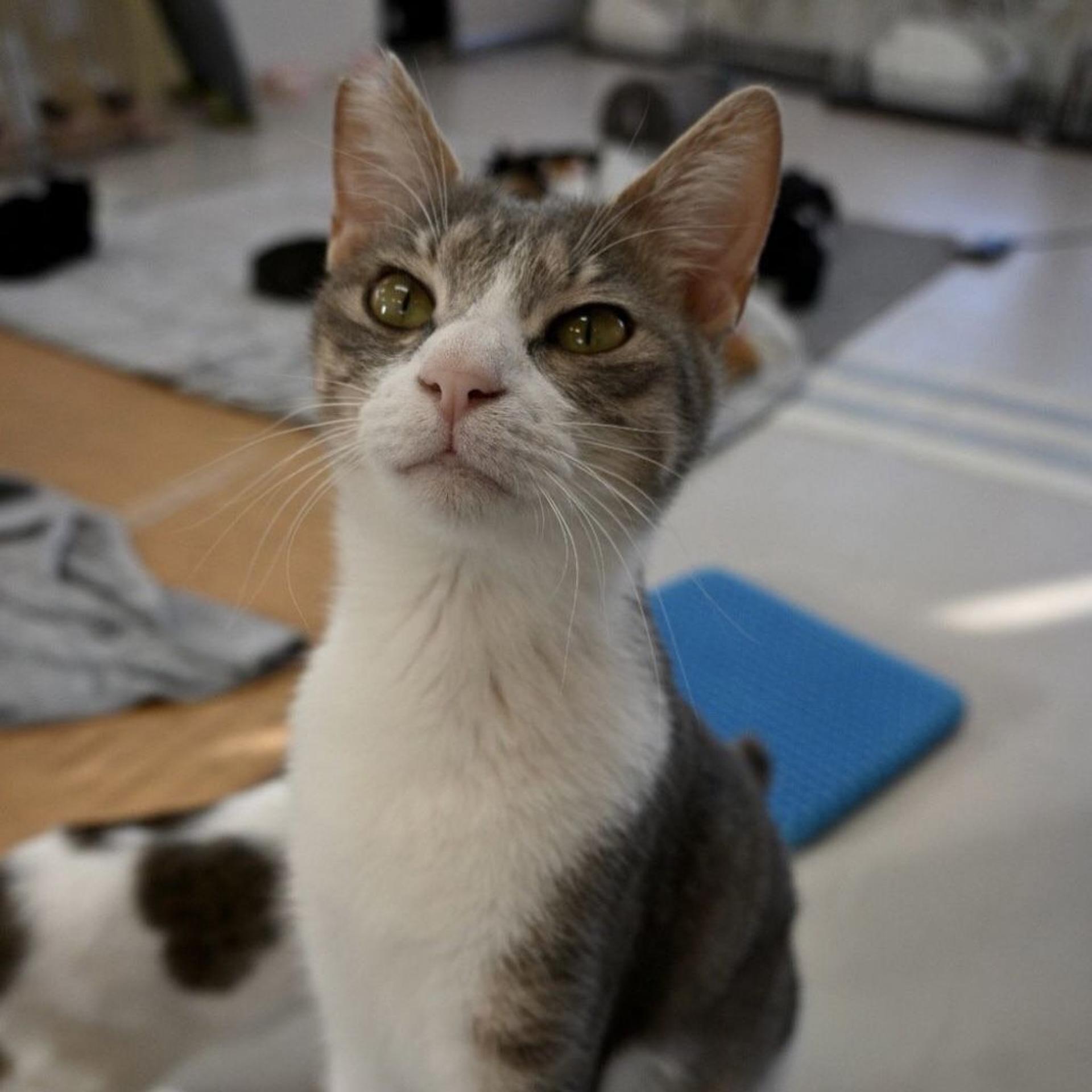 pet-image-7