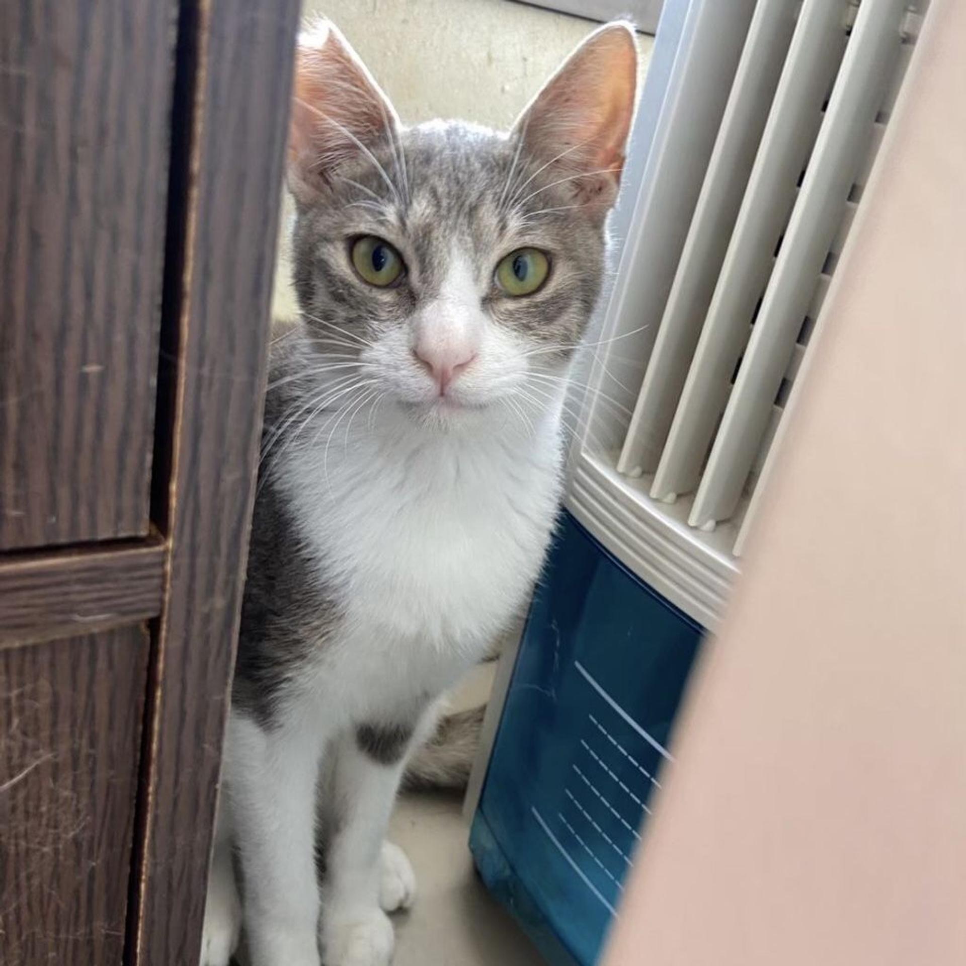 pet-image-8