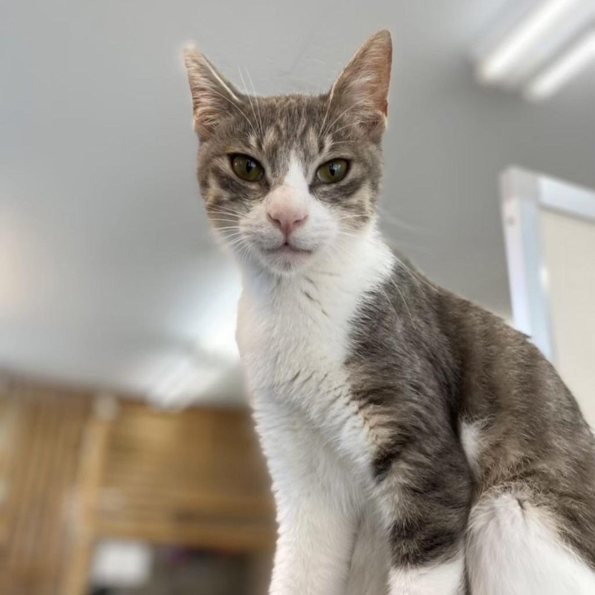 pet-image-9
