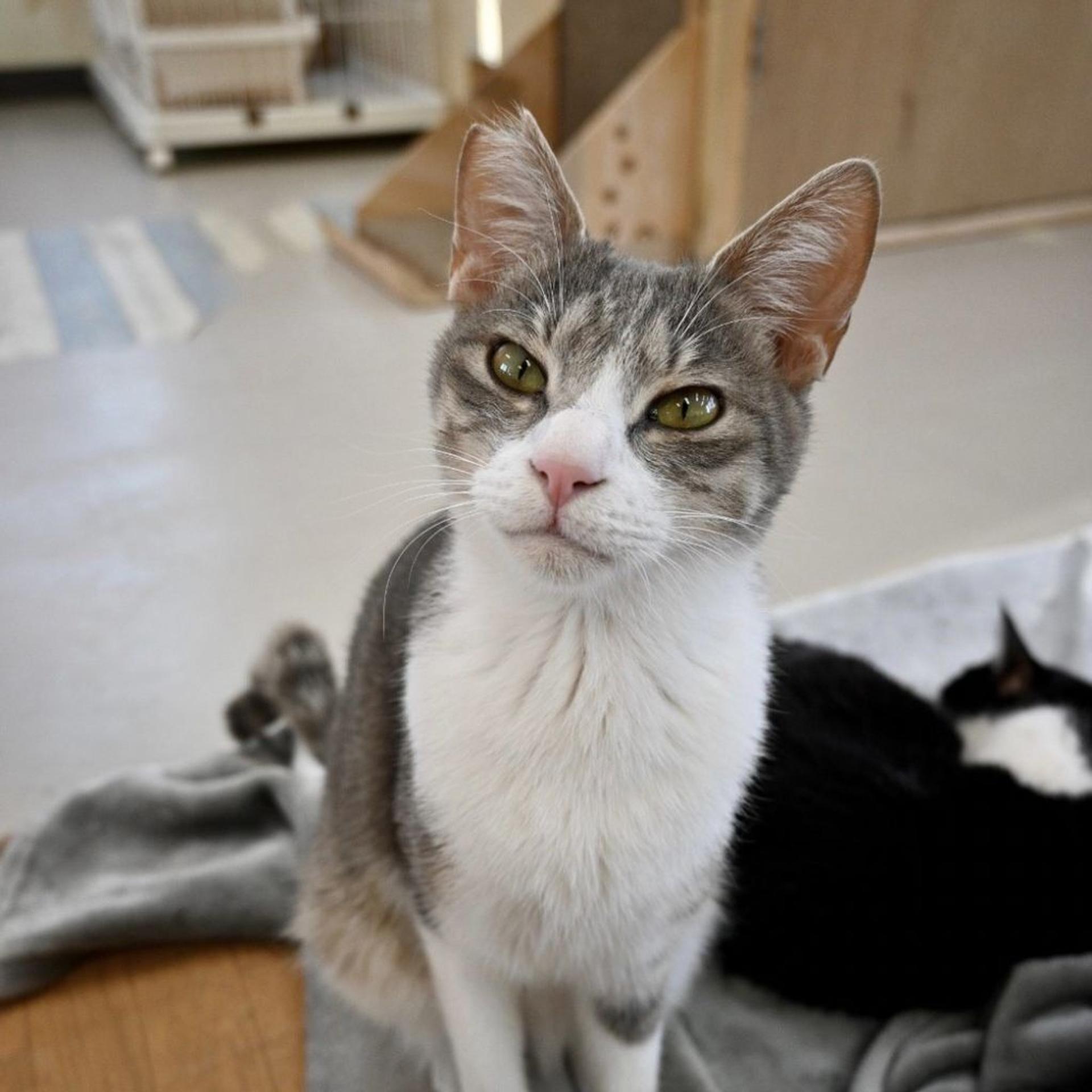 pet-image-10