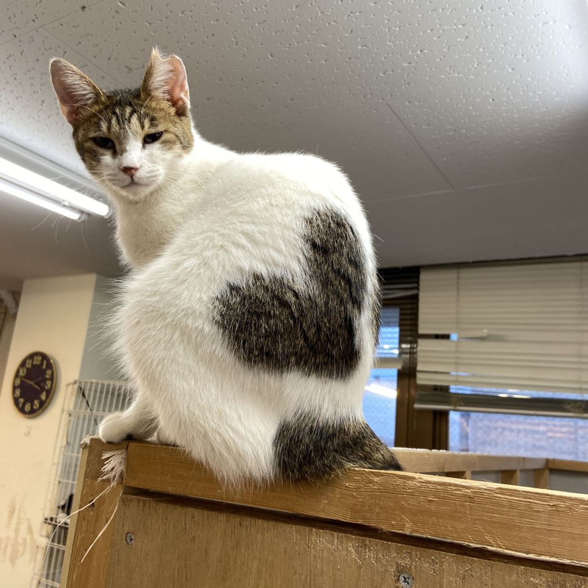 雑種（ミックス猫）・メスの里親募集の写真
